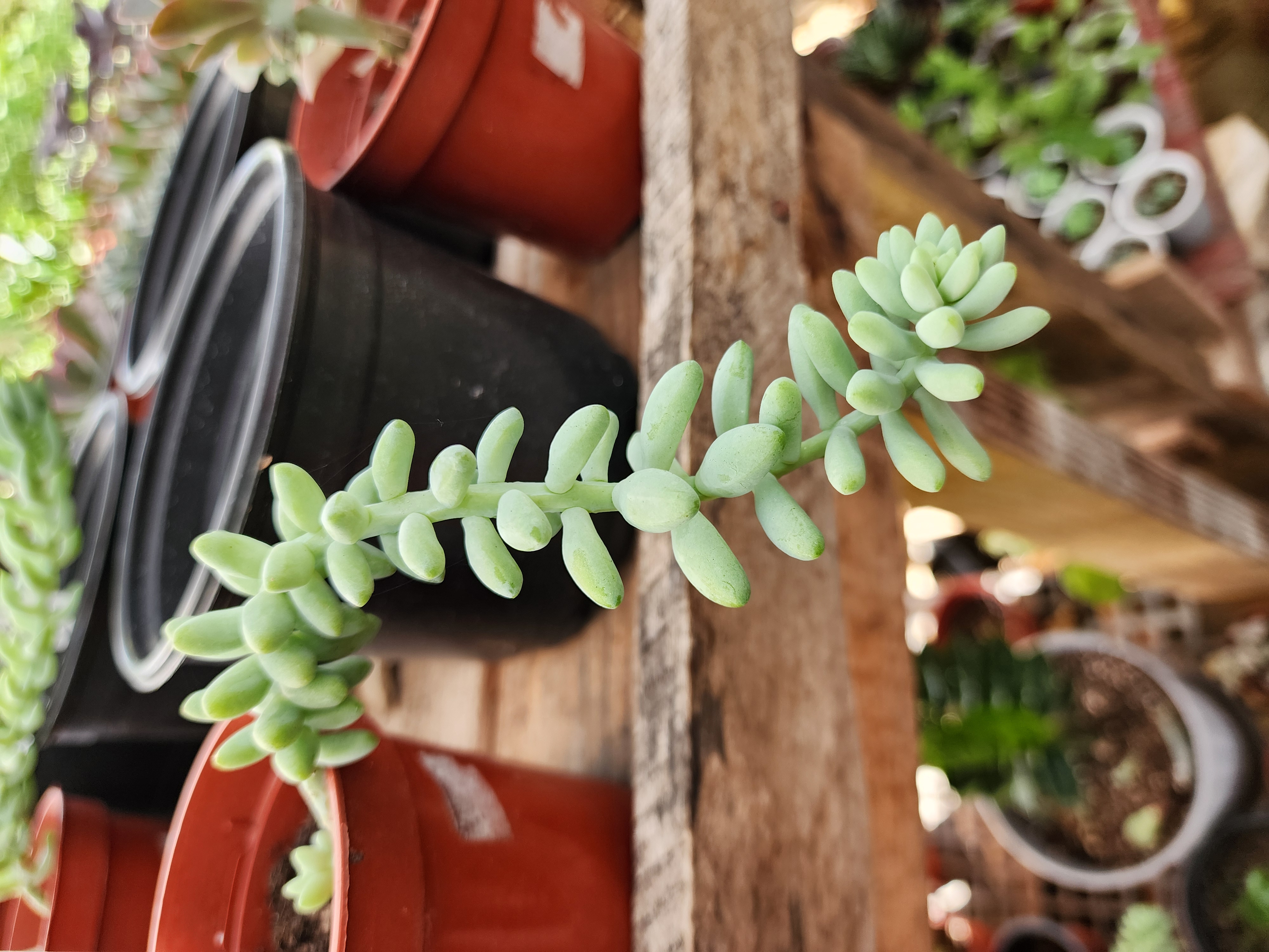 Sedum Burrito