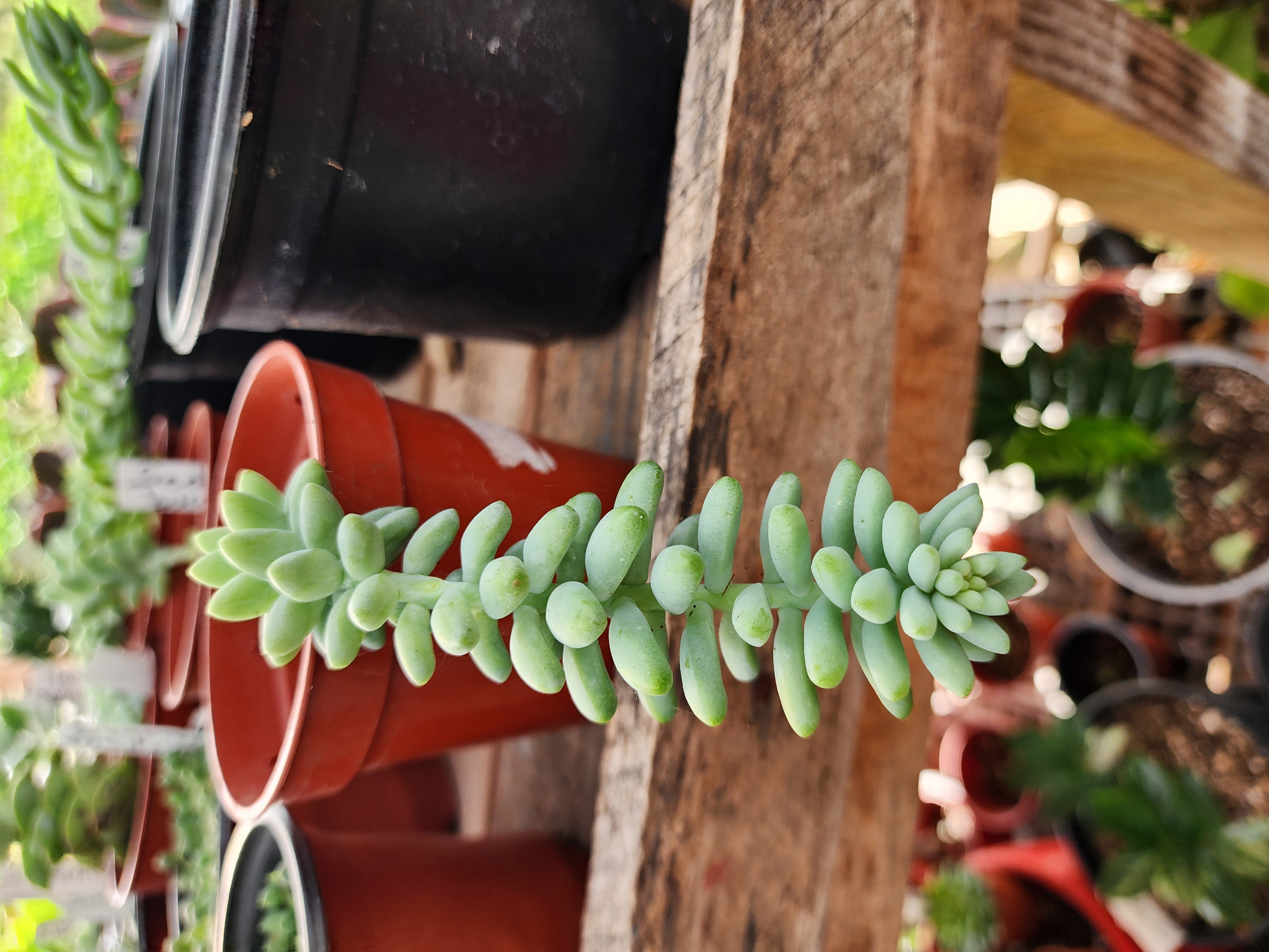 Sedum Burrito