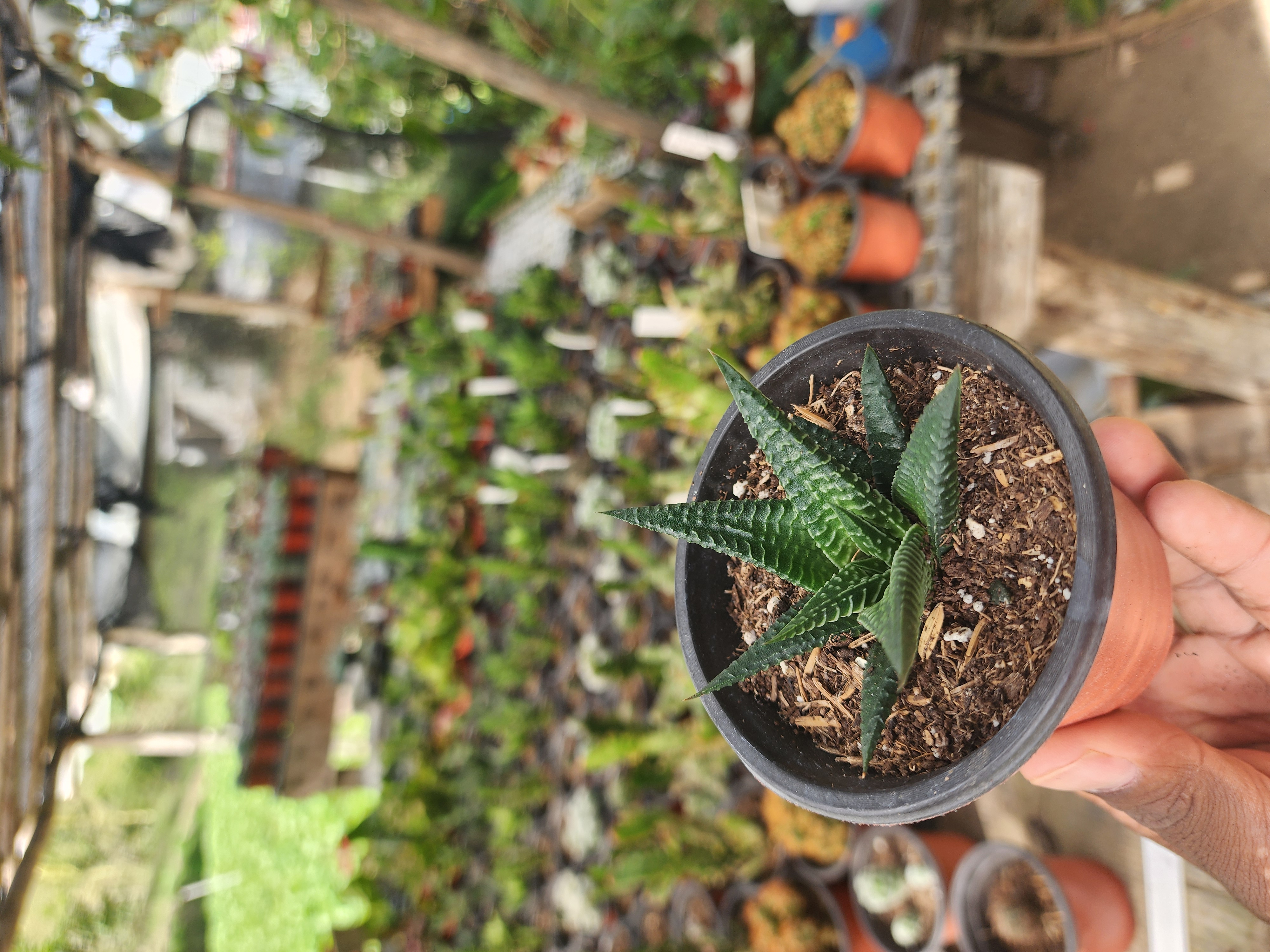 Haworthia Limifolia