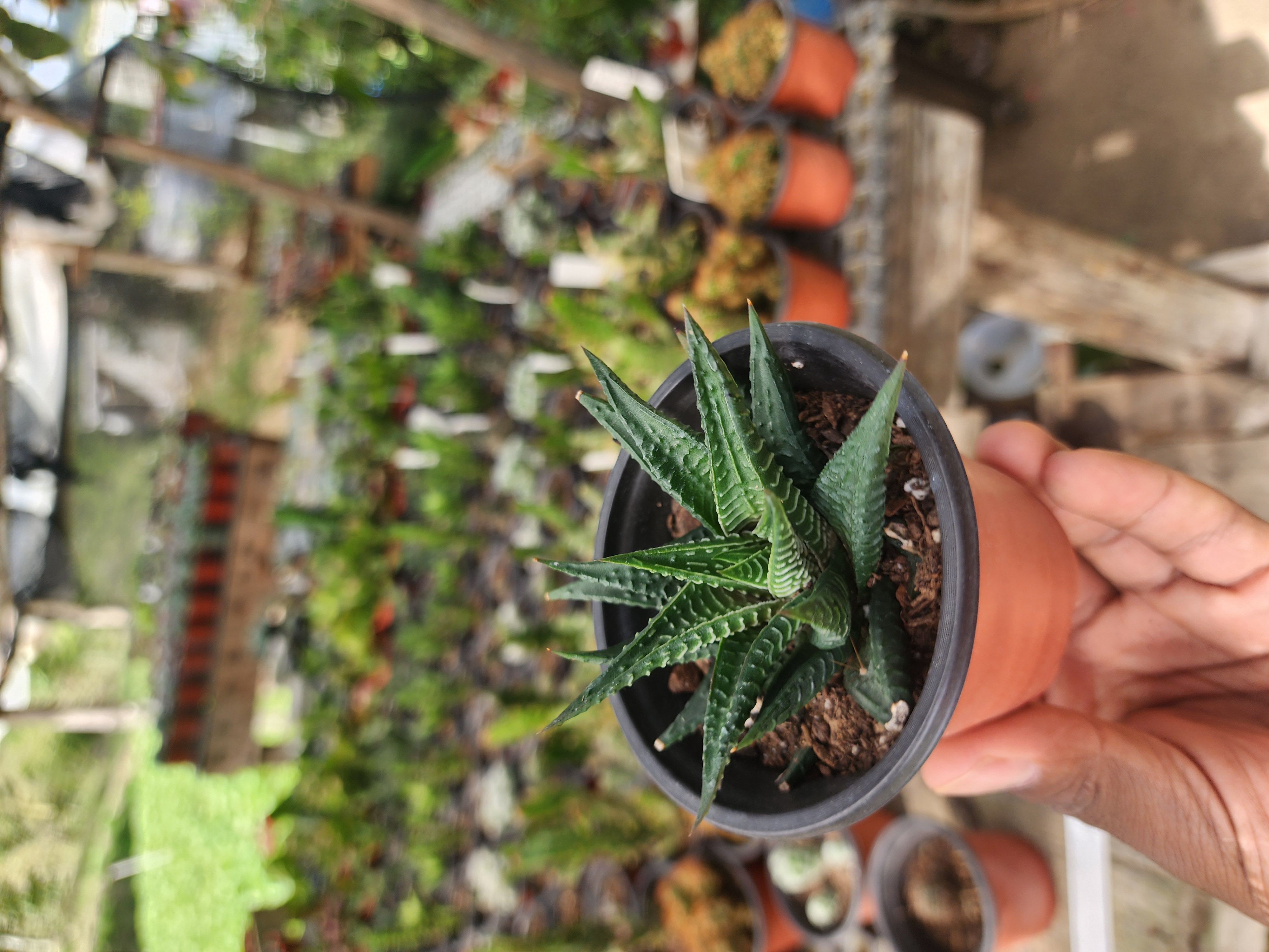 Haworthia Limifolia