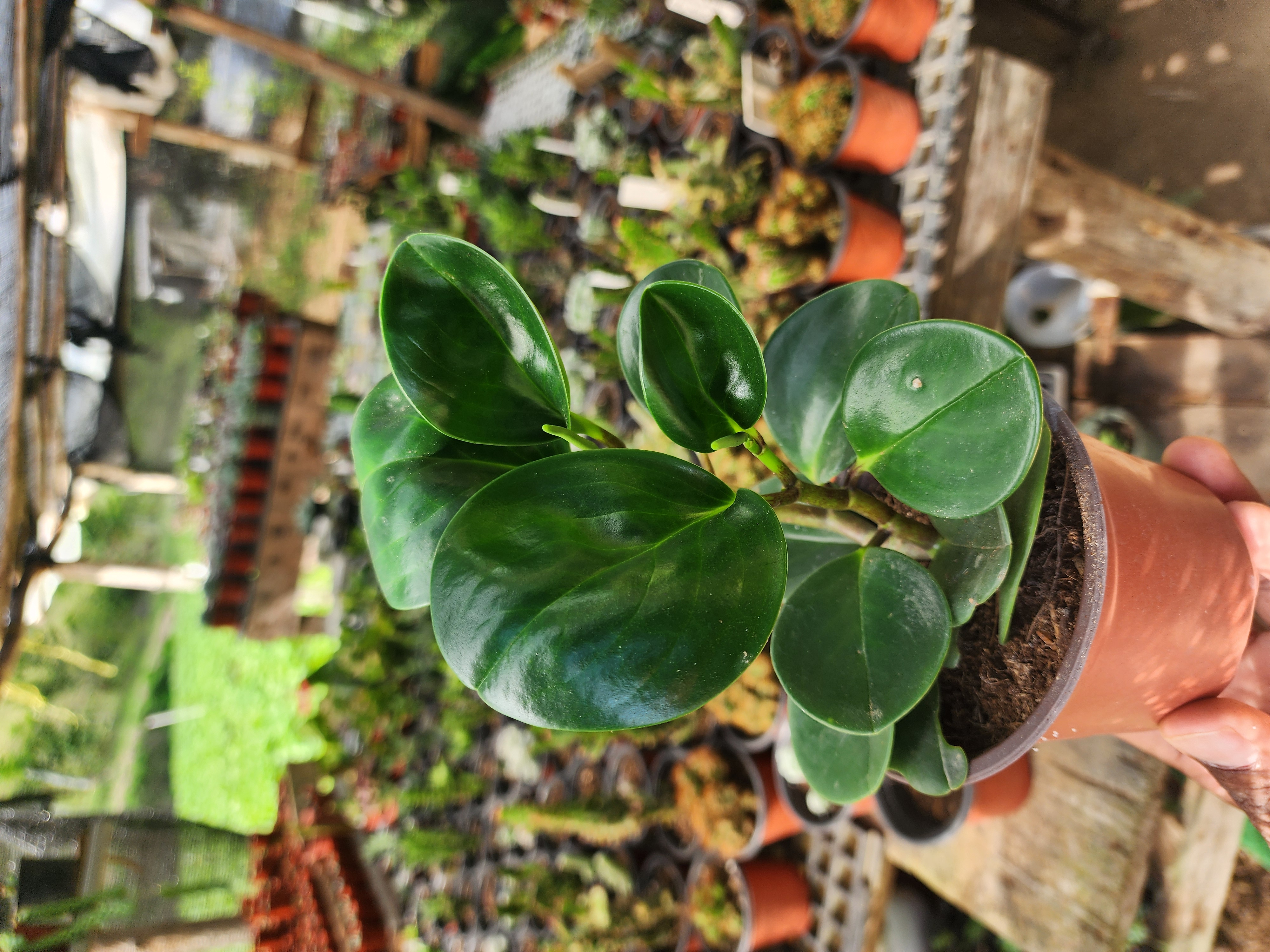 Peperomia Obtusifolia