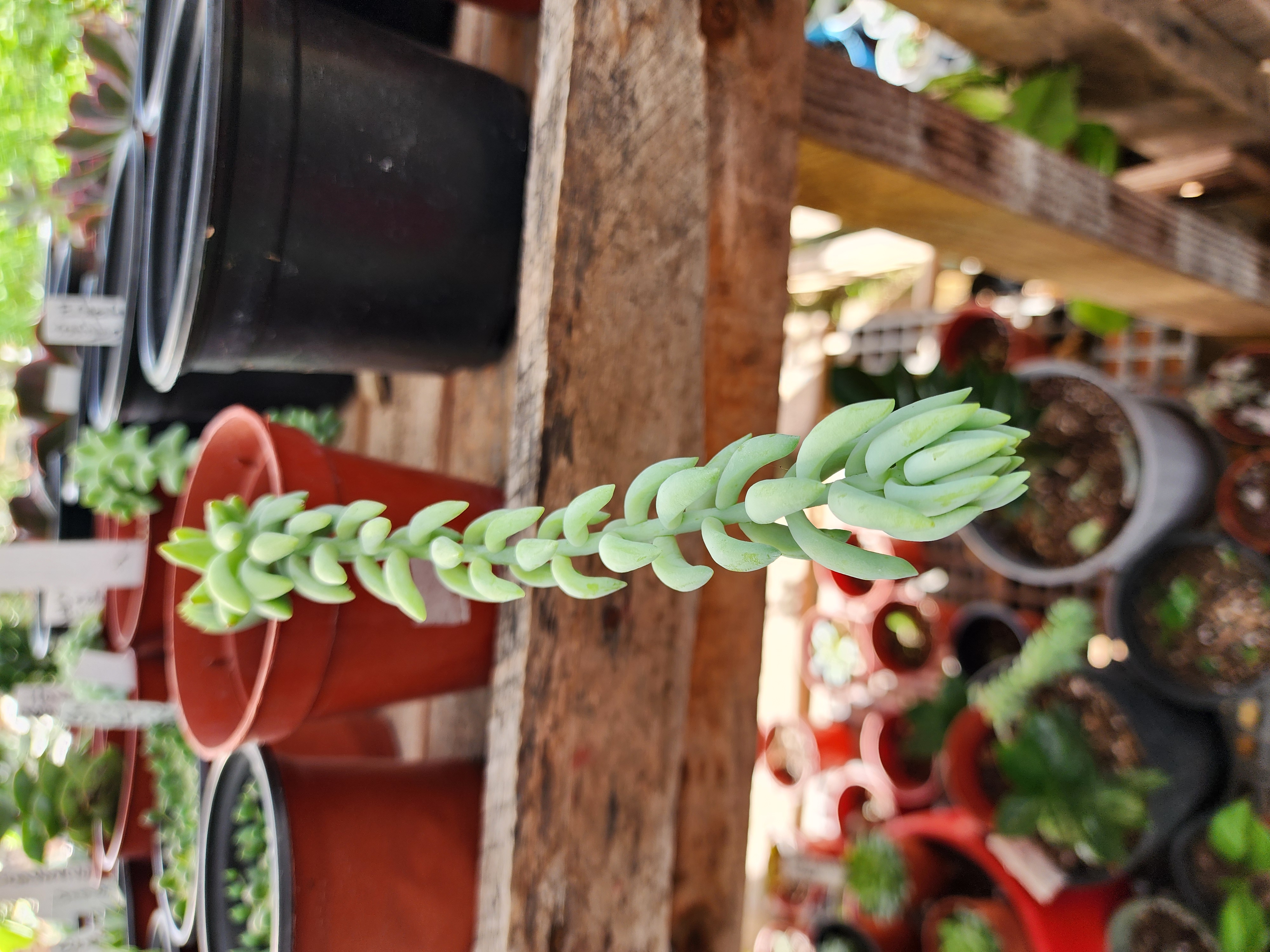 Sedum  Morganianum