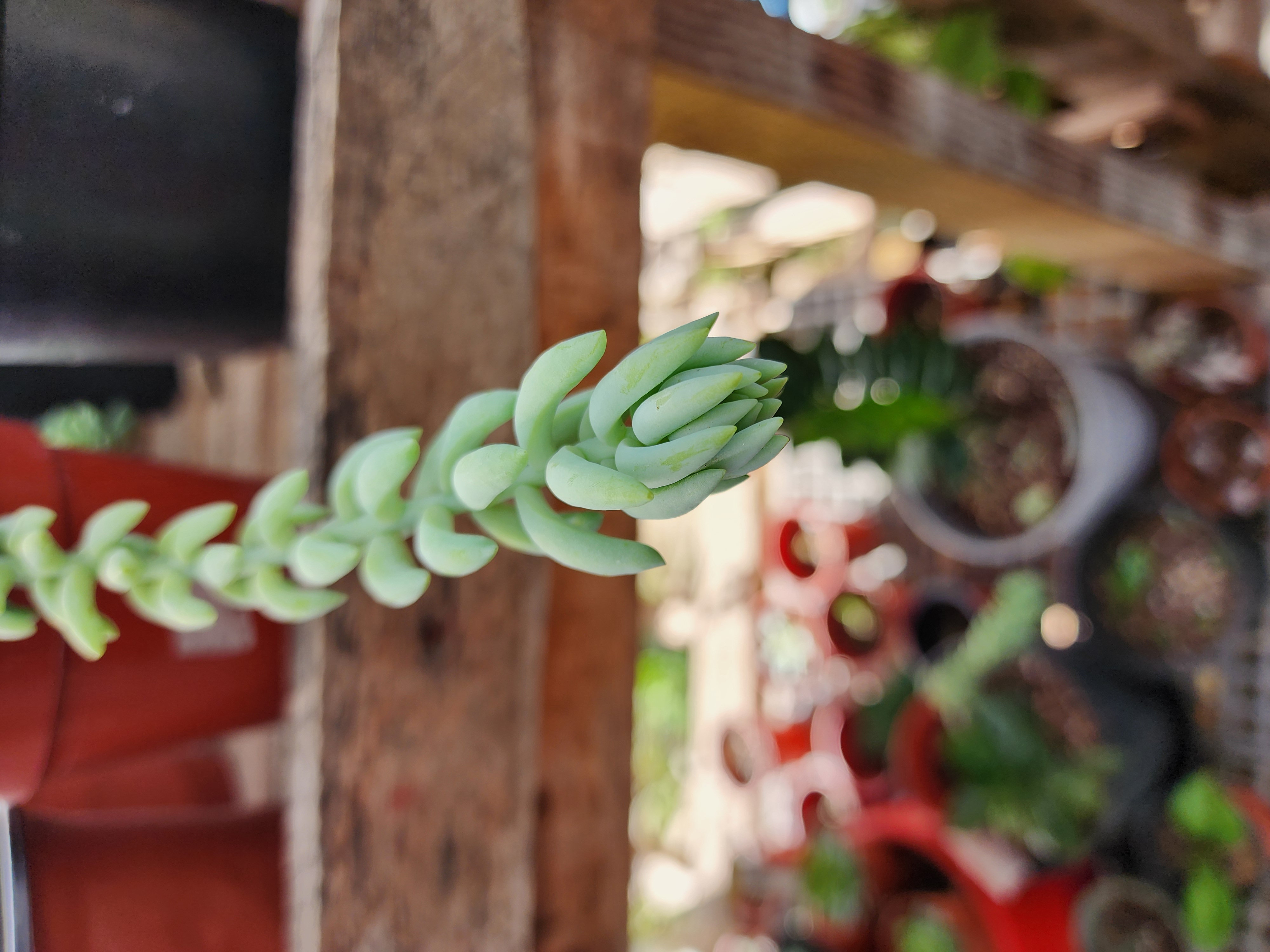 Sedum  Morganianum