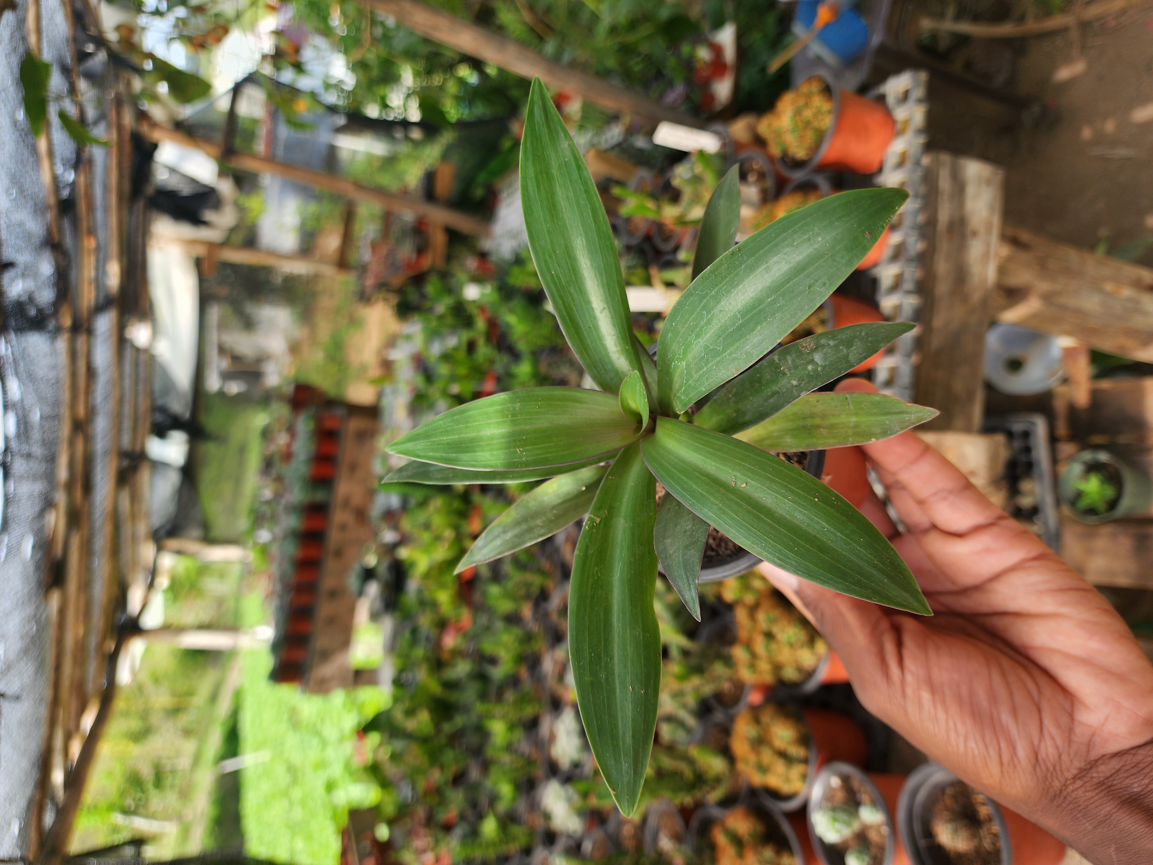 Tradescantia Spathacea (Maguey morado)