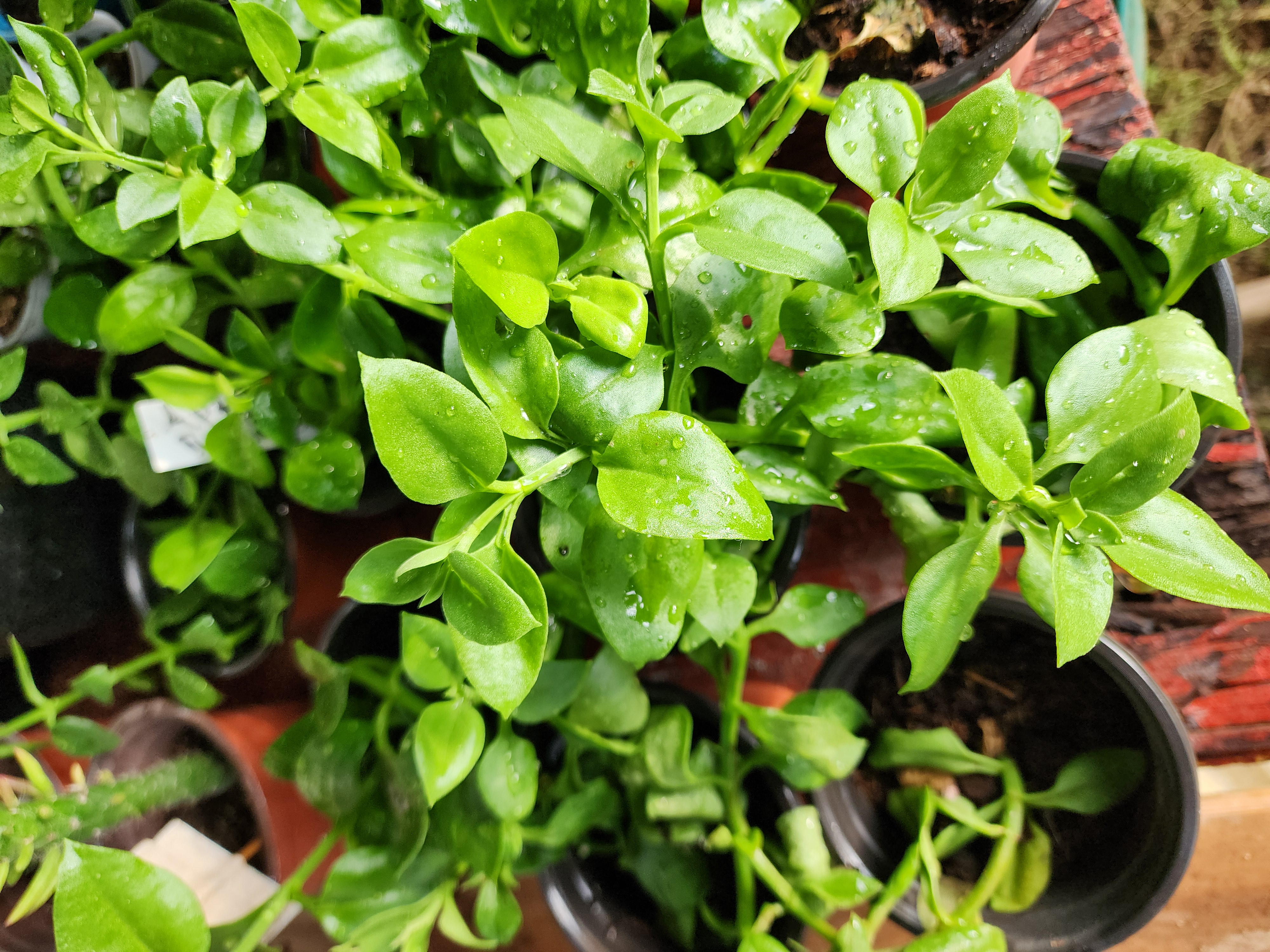 Aptenia Cordifolia (Rocío)