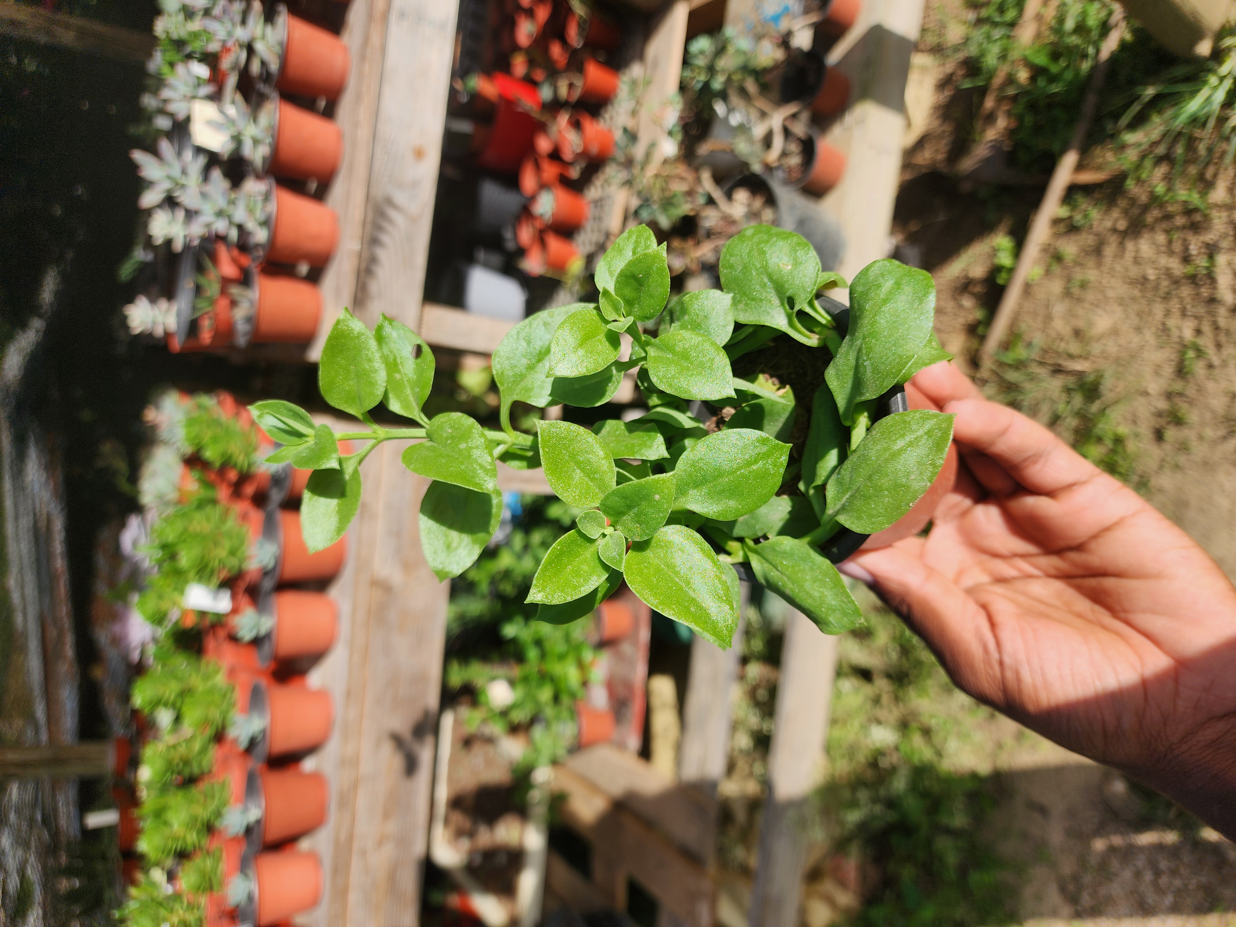 Aptenia Cordifolia (Rocío)