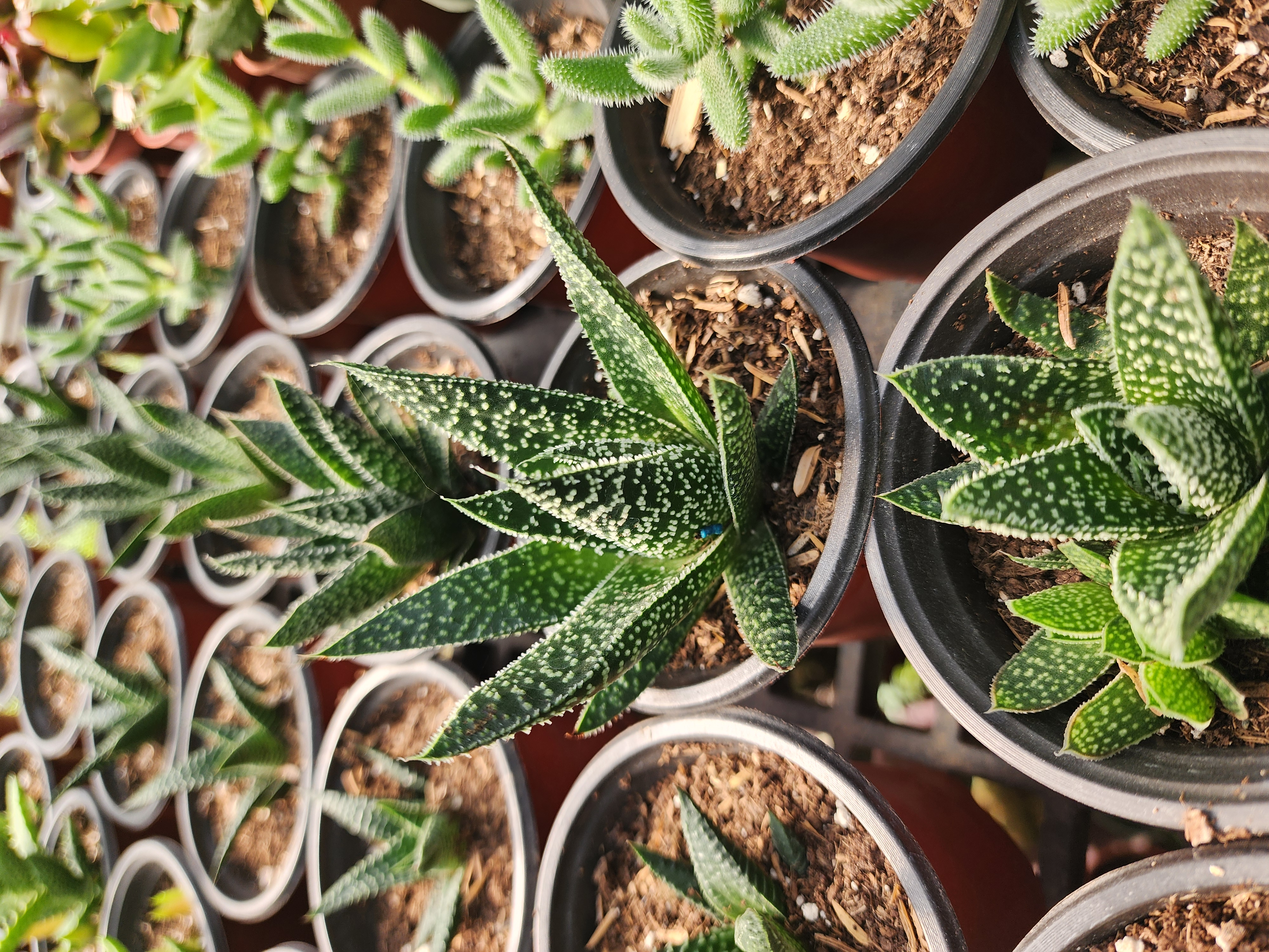 Gasteria Flow