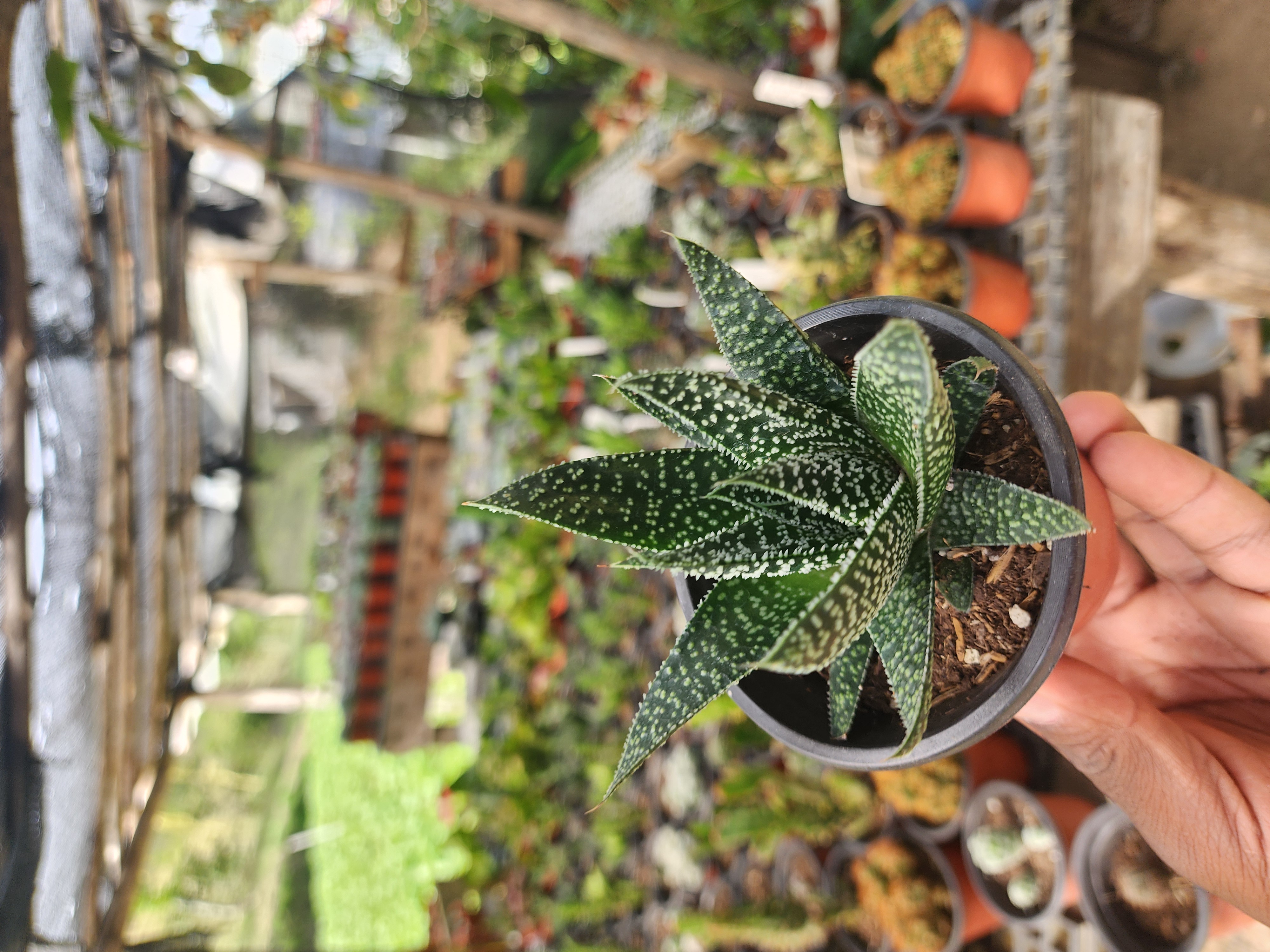 Gasteria Flow