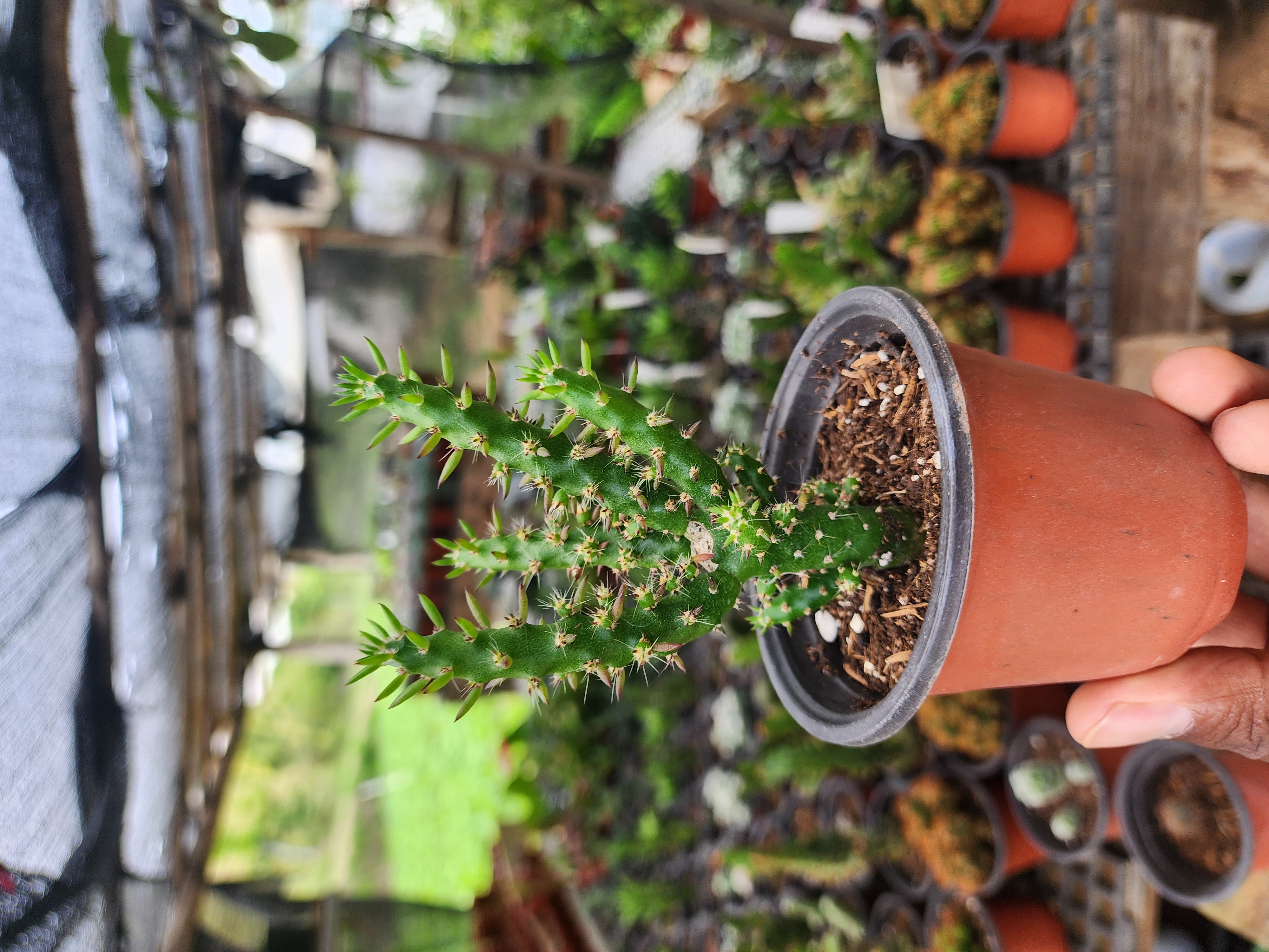 Austrocylindropuntia Subulata (Alfileres de Eva)