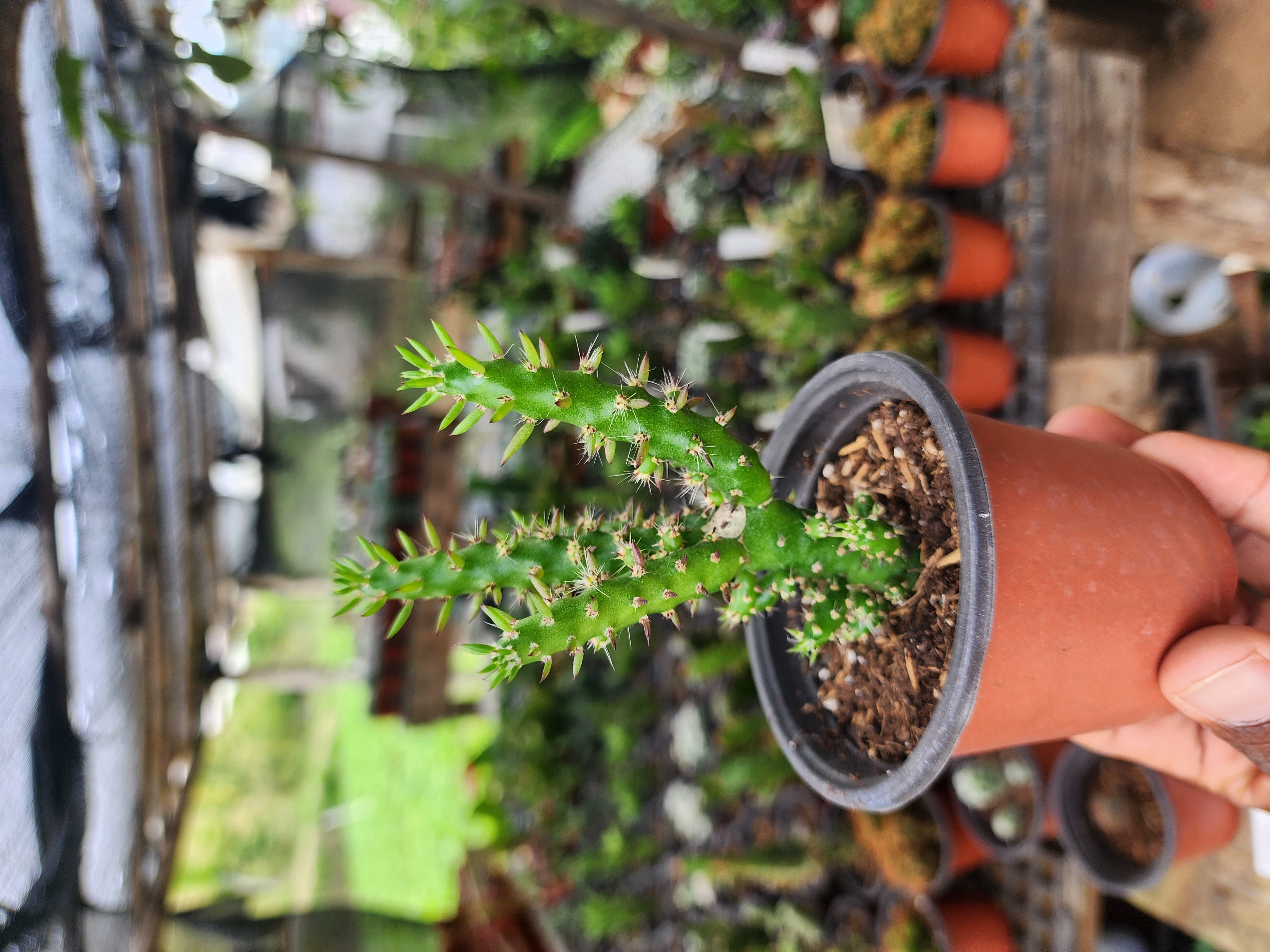 Austrocylindropuntia Subulata (Alfileres de Eva)