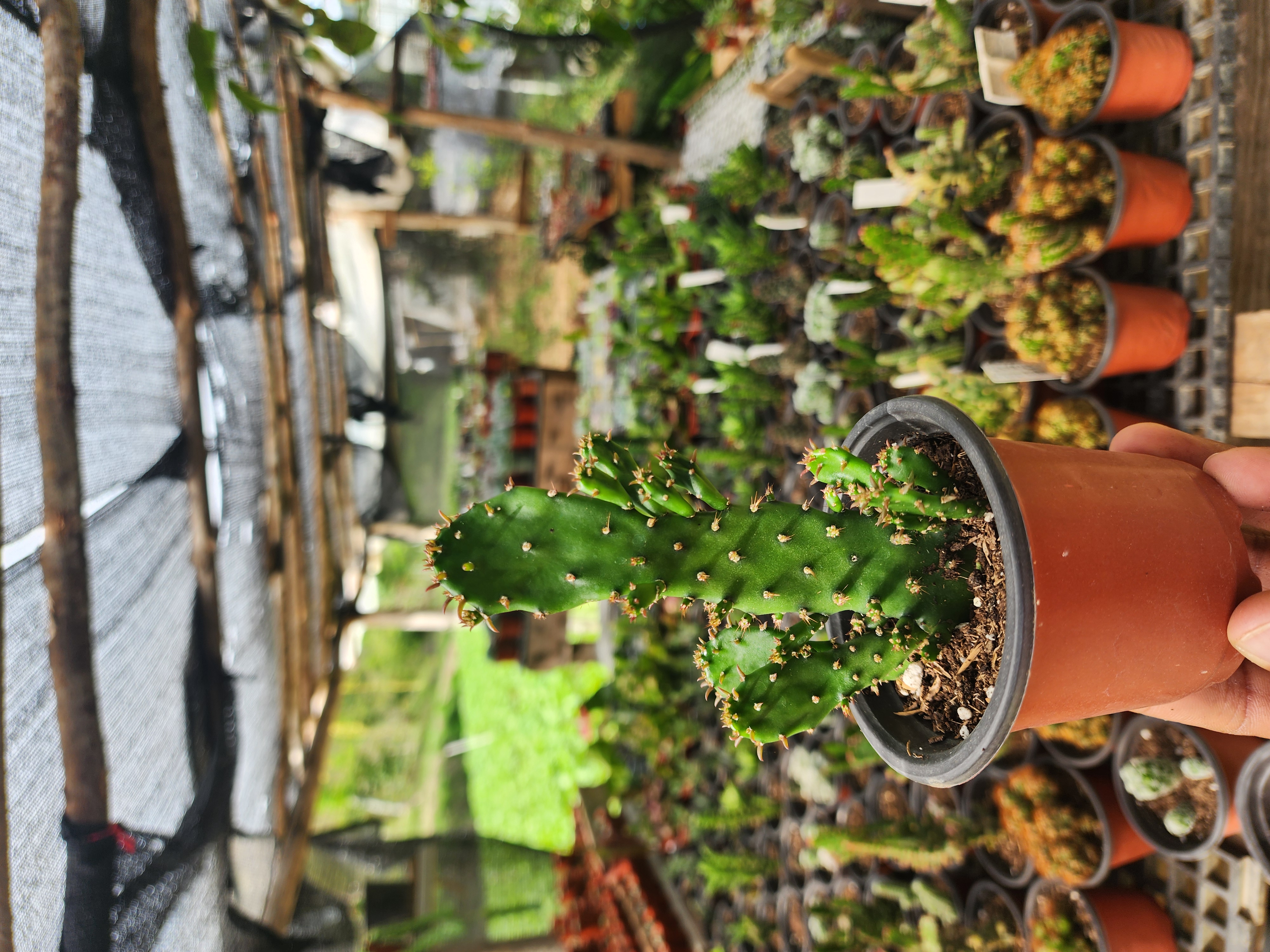 Opuntia Monacantha