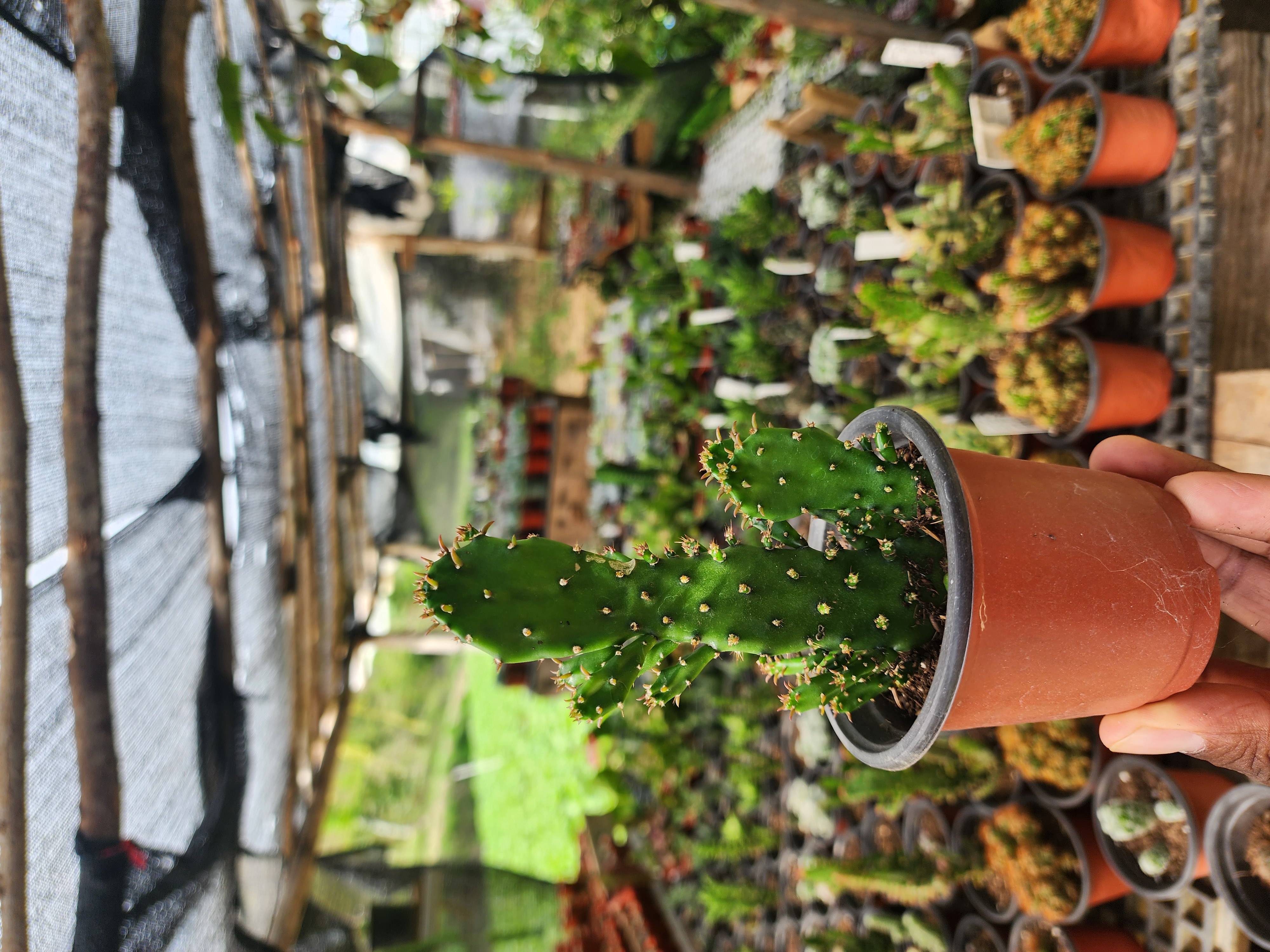 Opuntia Monacantha