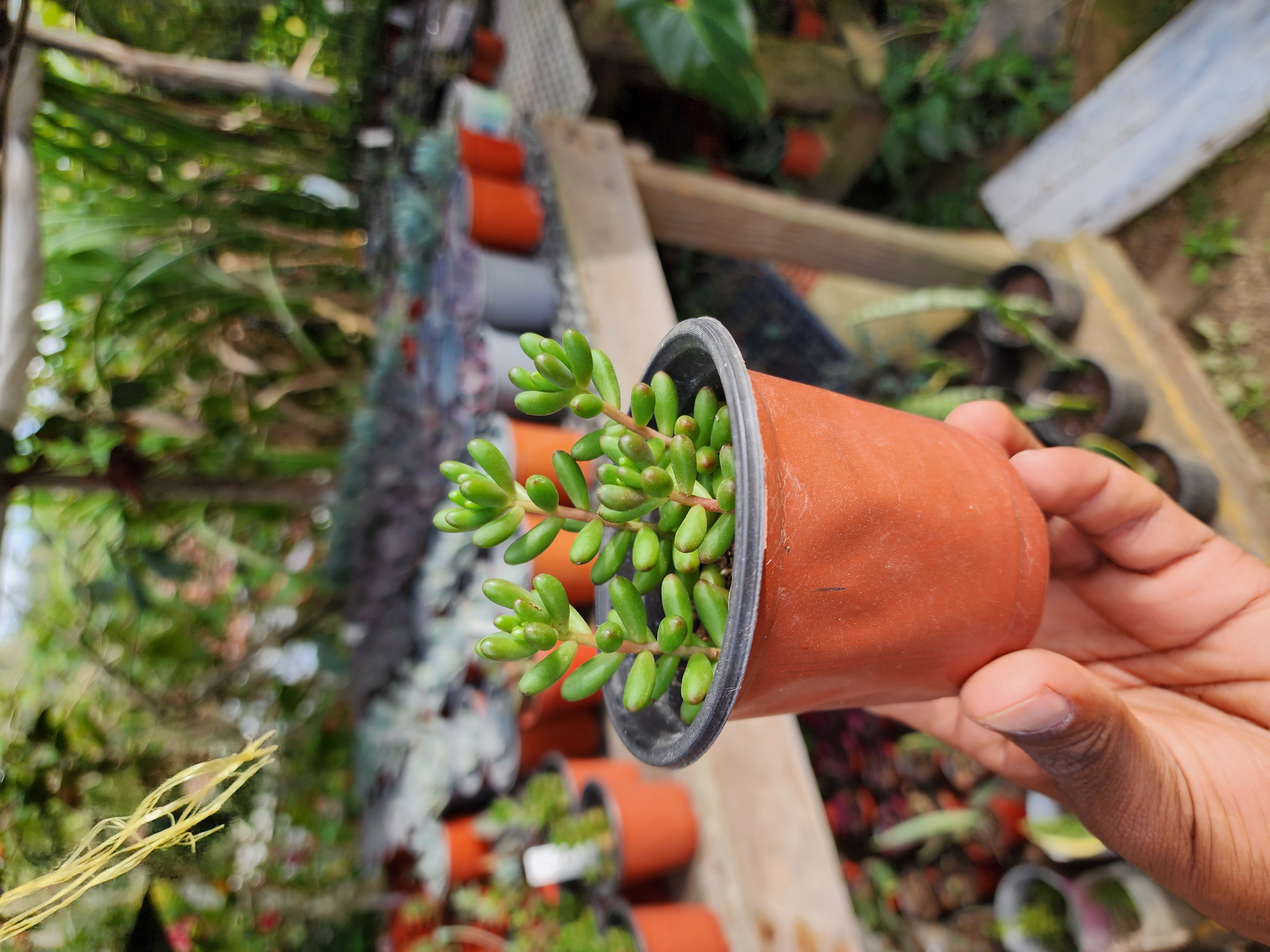 Sedum Rubrotinctum