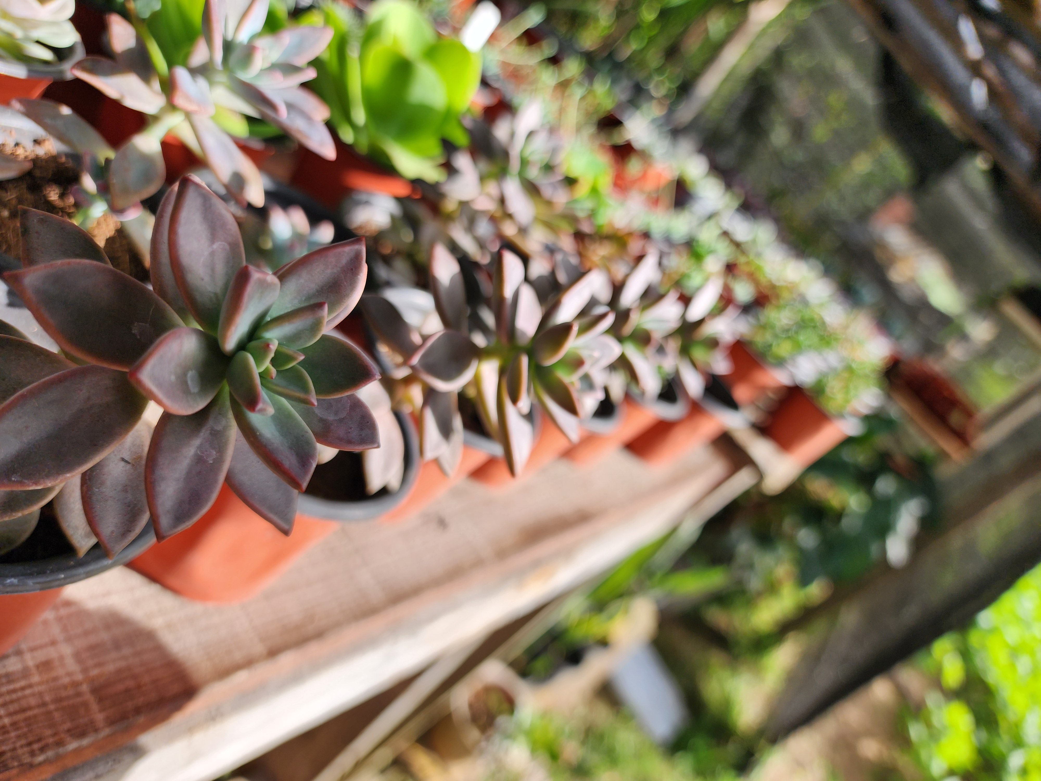 Graptosedum Bronze