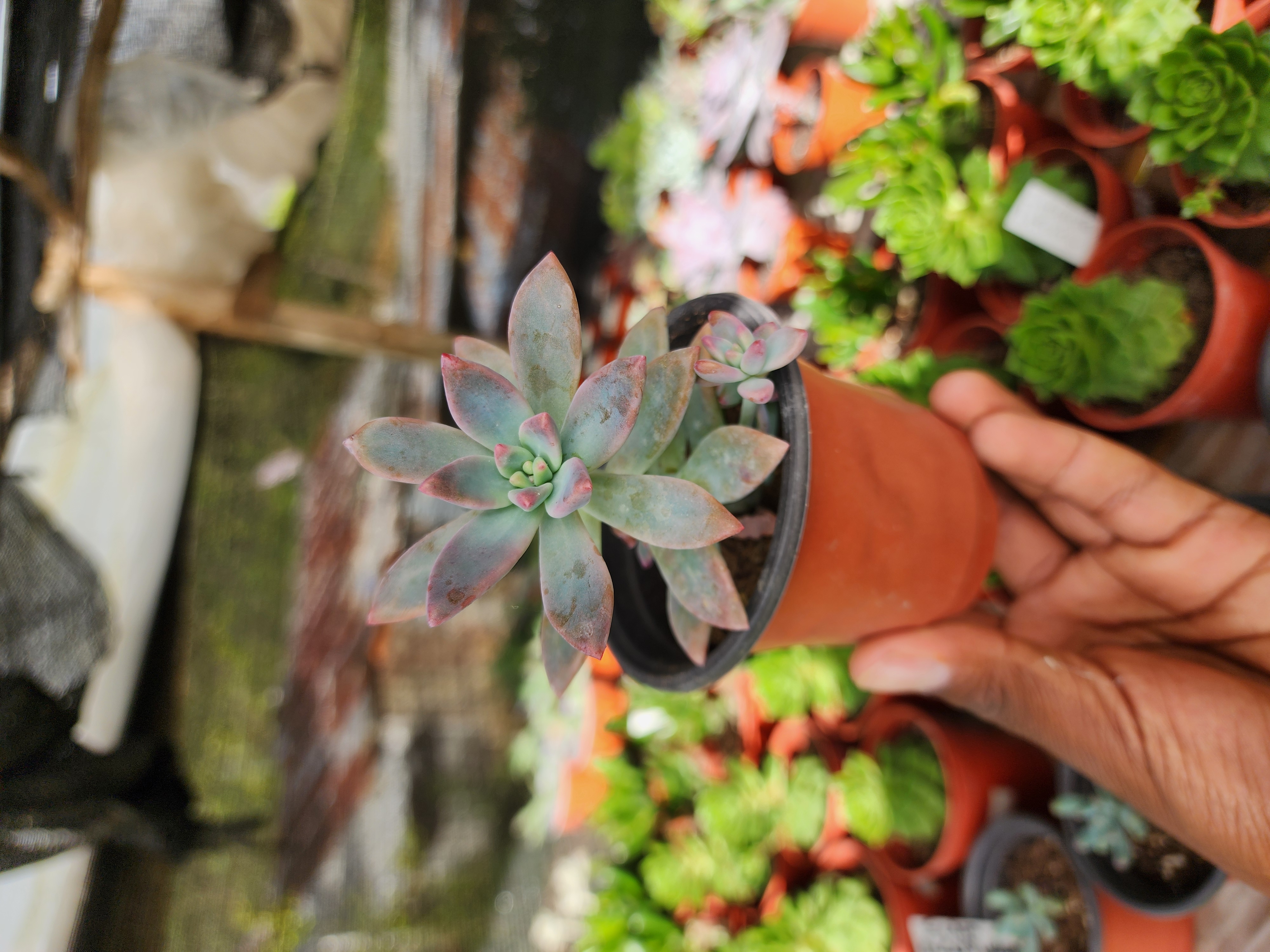 Graptosedum Francesco Baldi