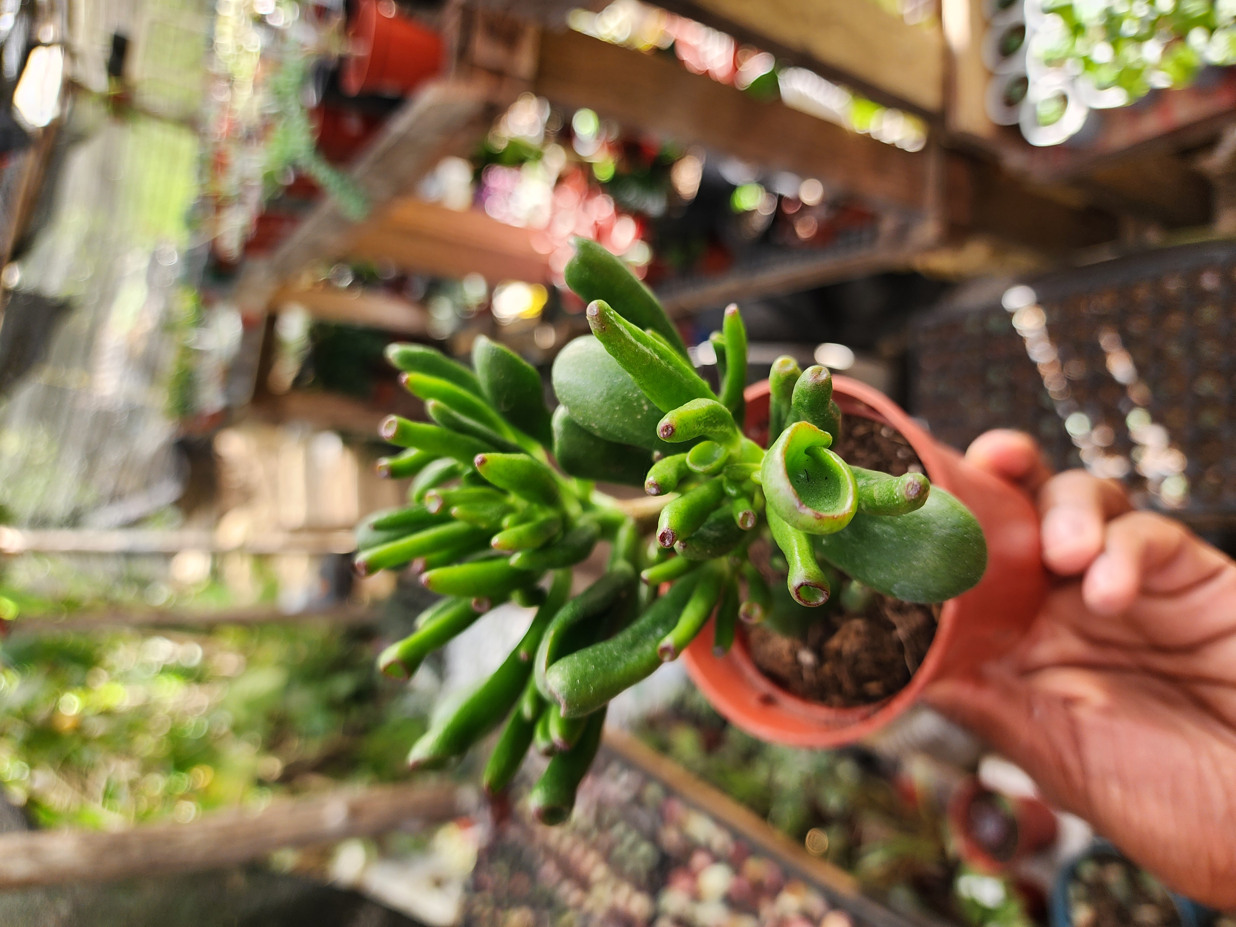 Crassula Obata Gollum (Oreja de Shrek)