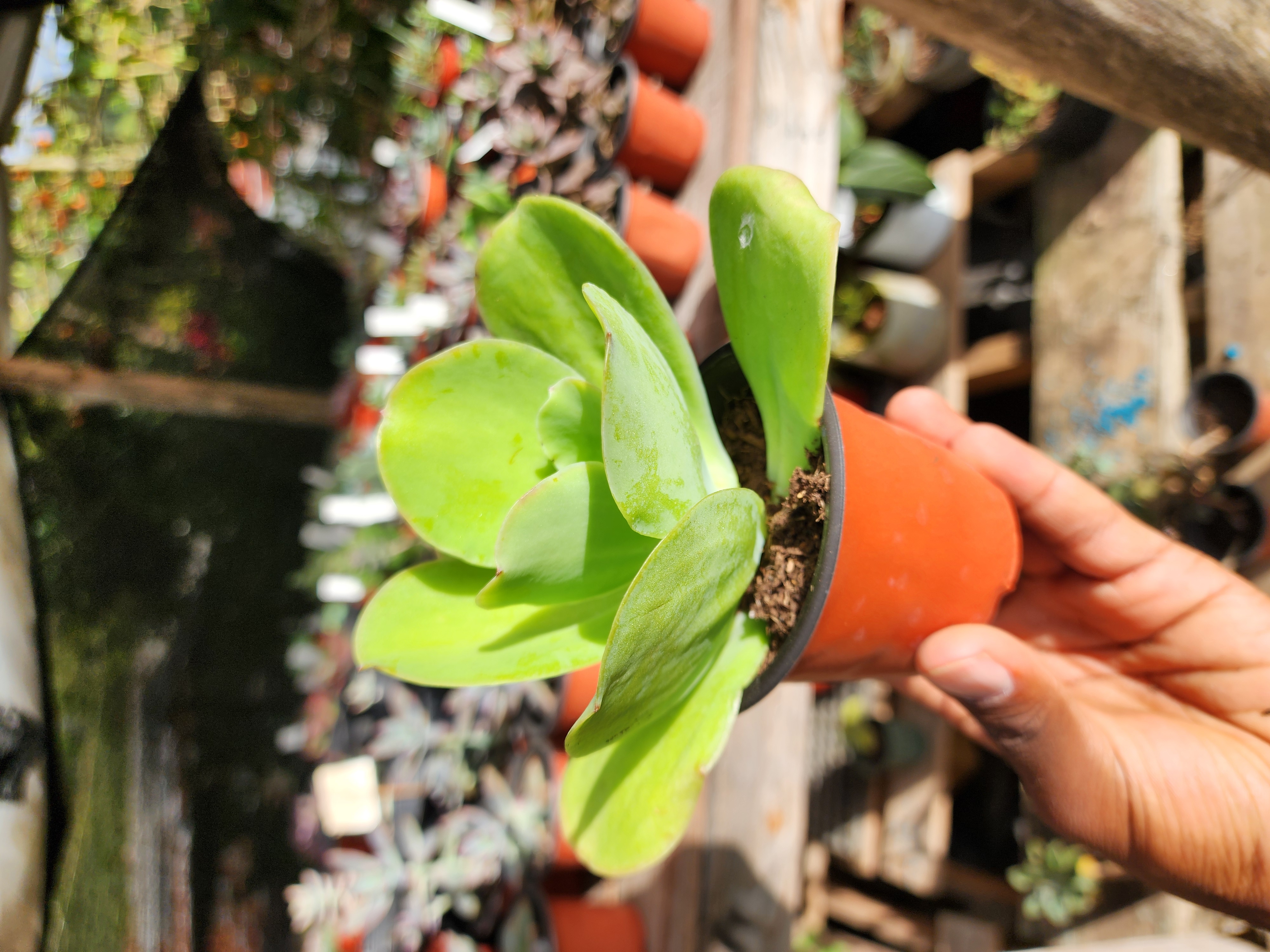 Echeveria Pallida