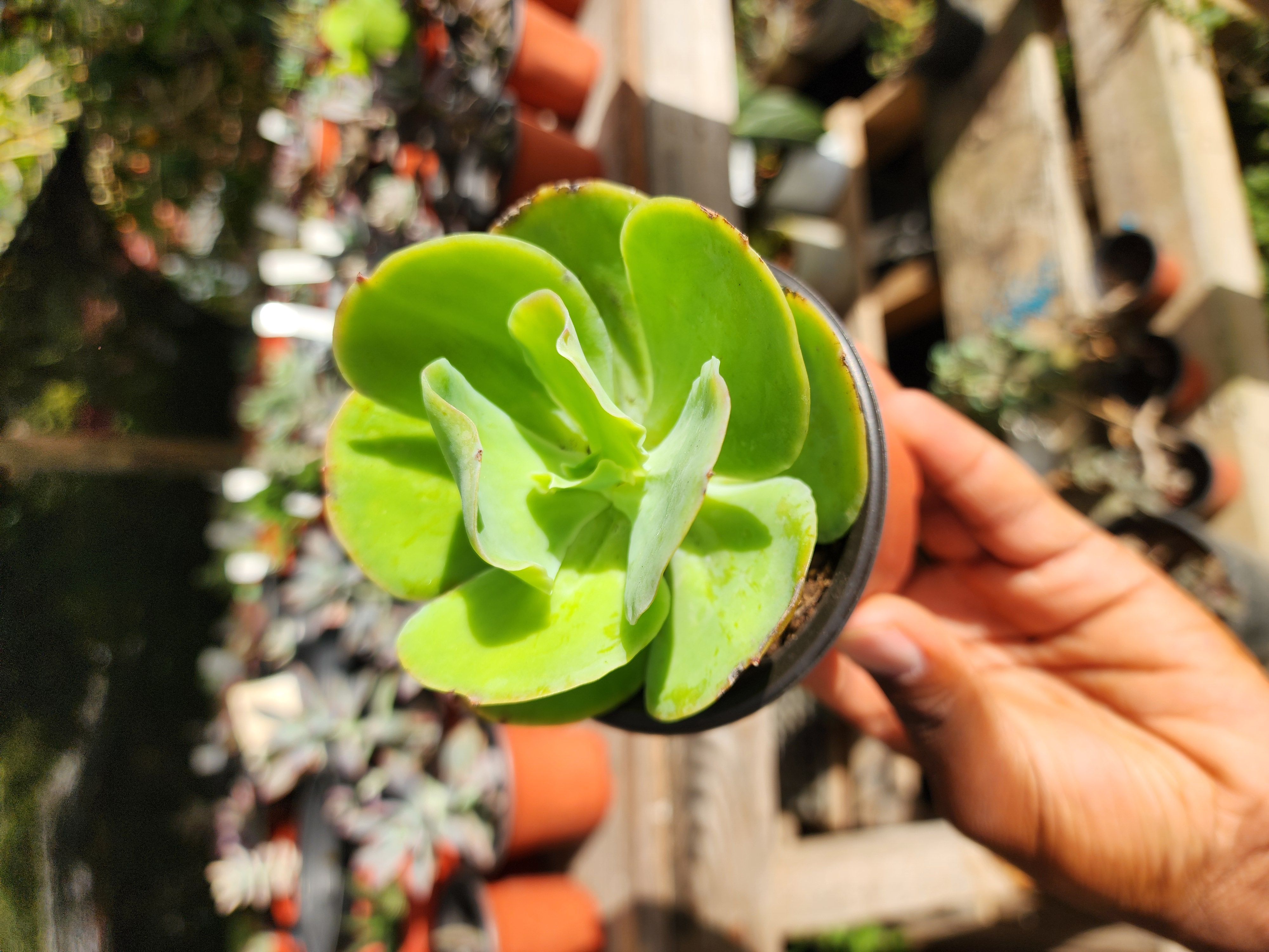Echeveria Pallida