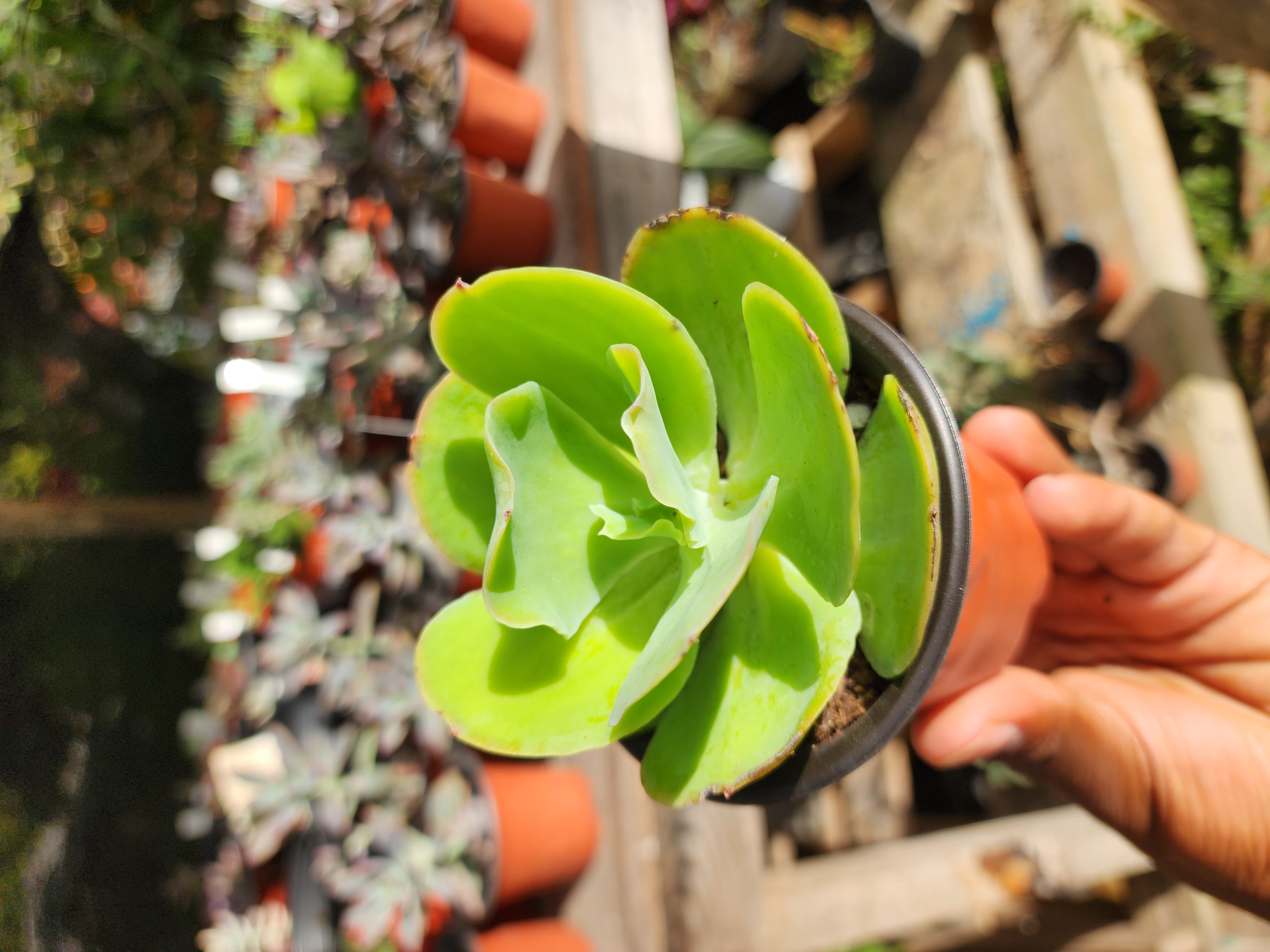 Echeveria Pallida
