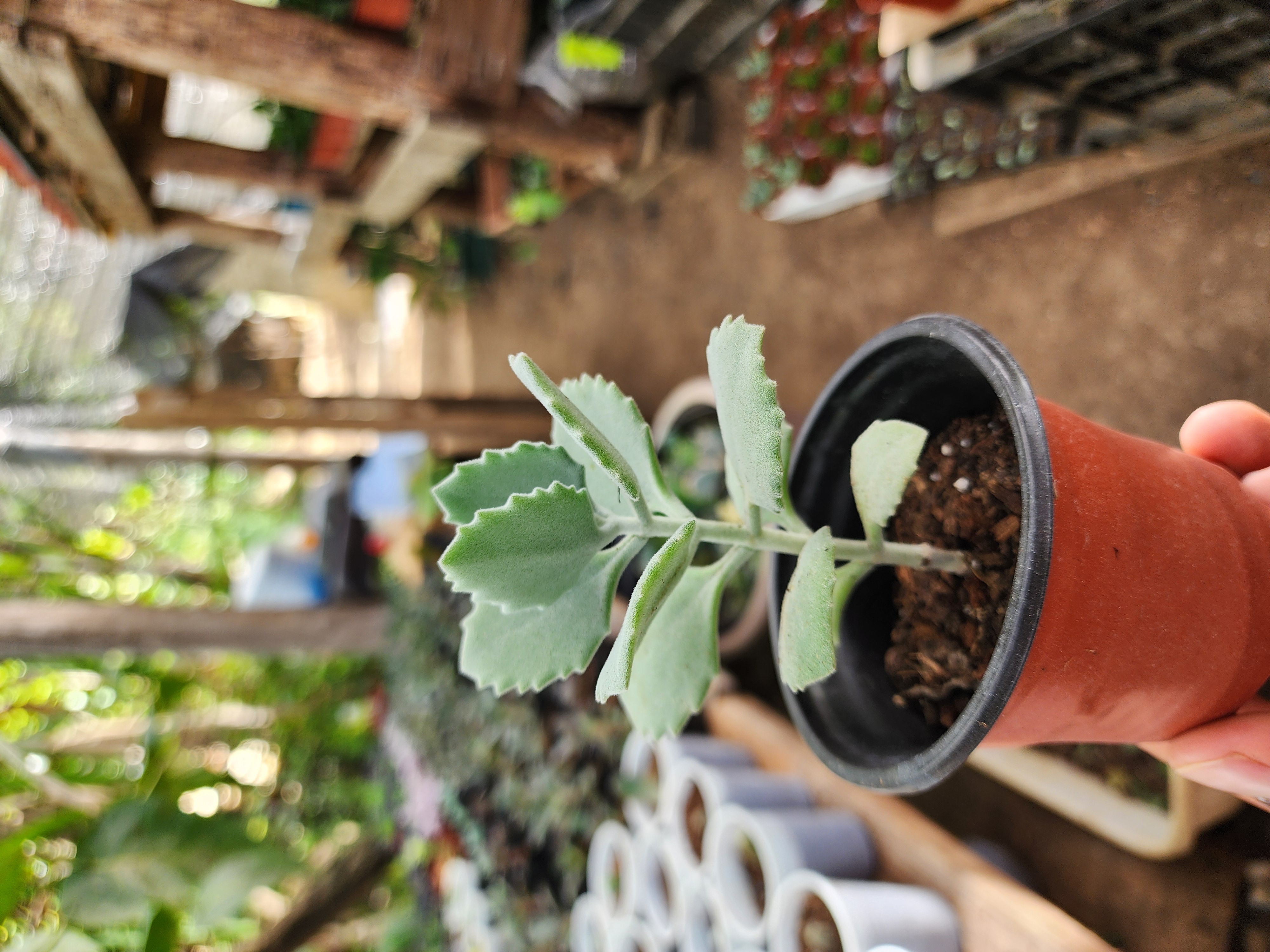 Kalanchoe Millotii