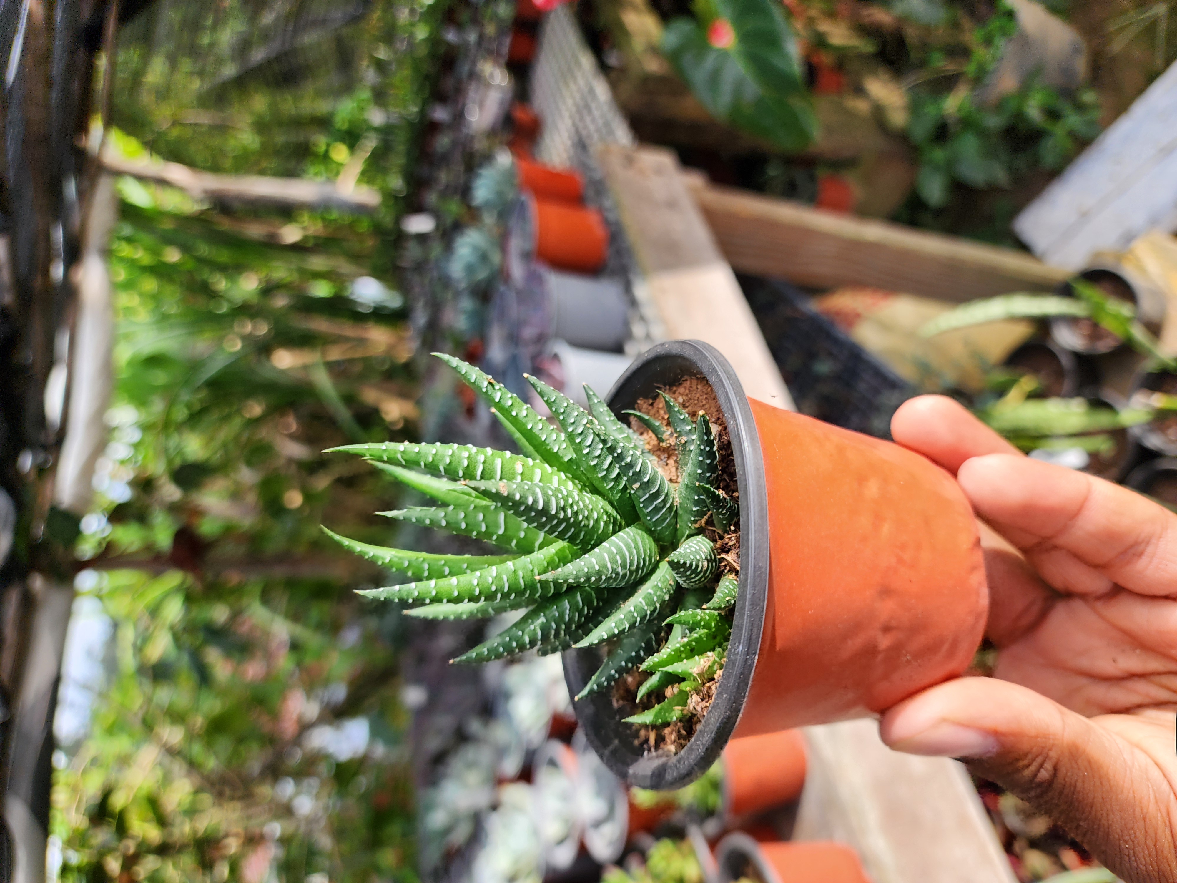 Haworthia Fasciata