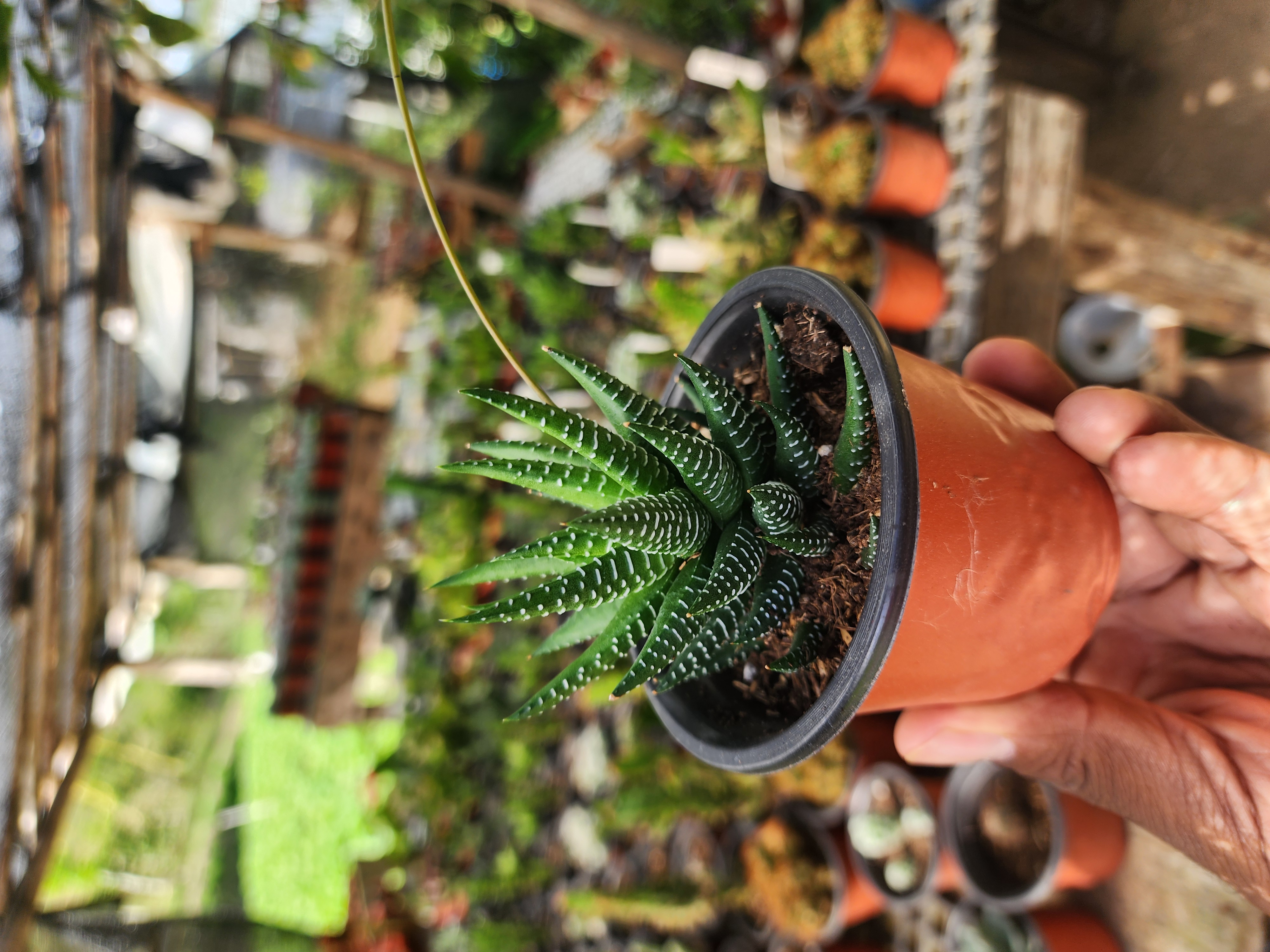 Haworthia Fasciata