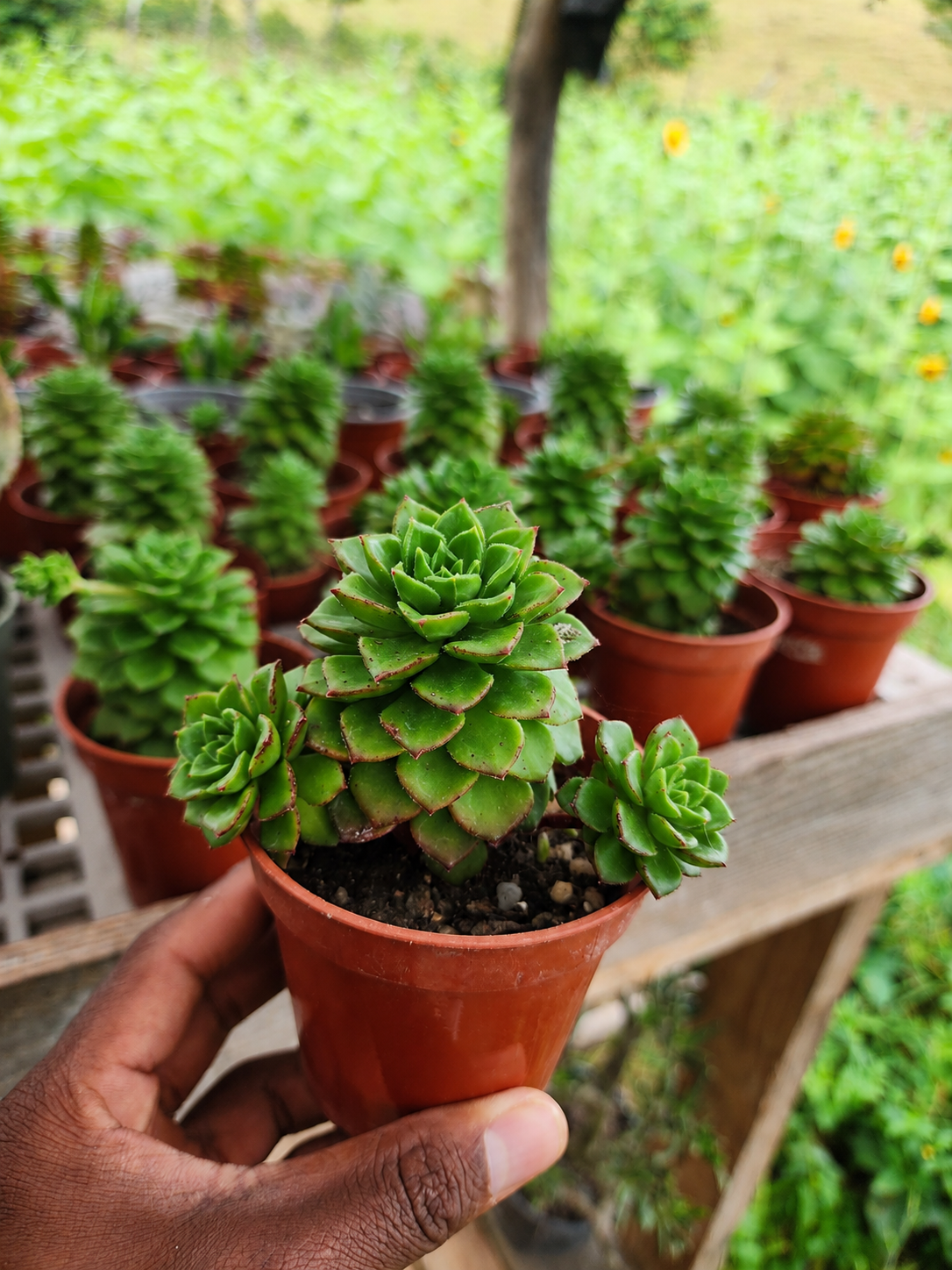 Sedeveria Letizia