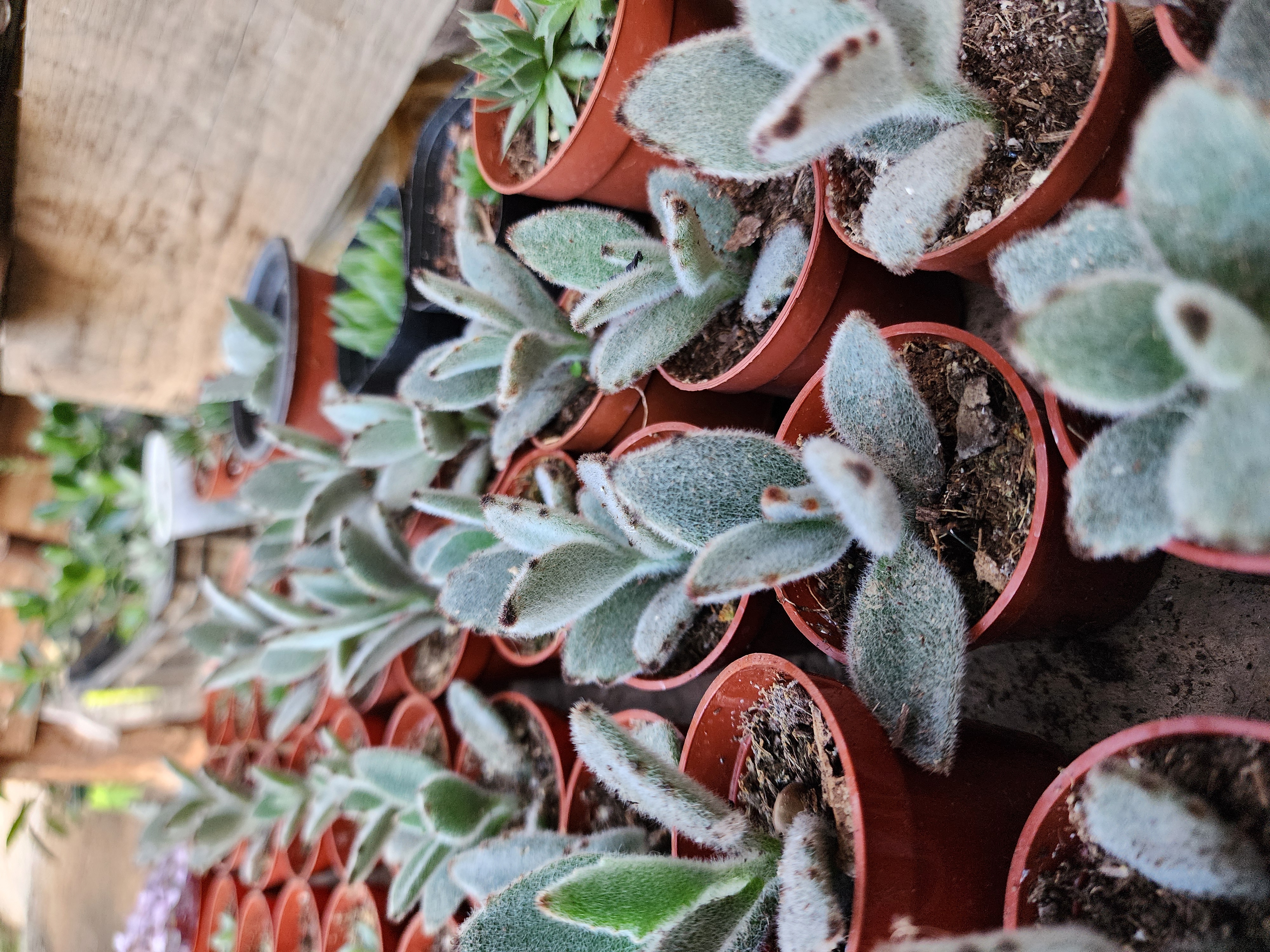 Kalanchoe Tomentosa