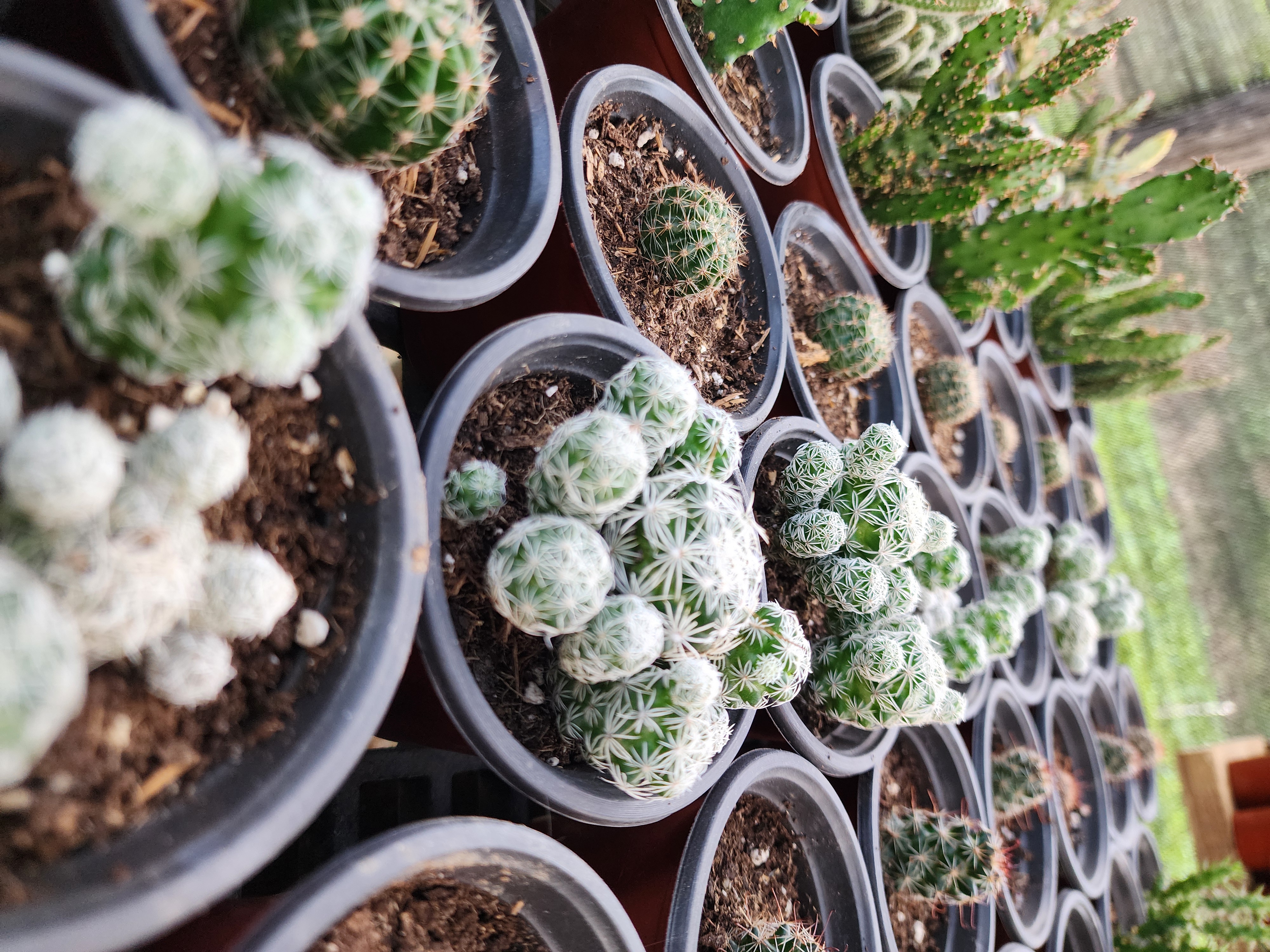 Mammillaria Gracilis Fragilis