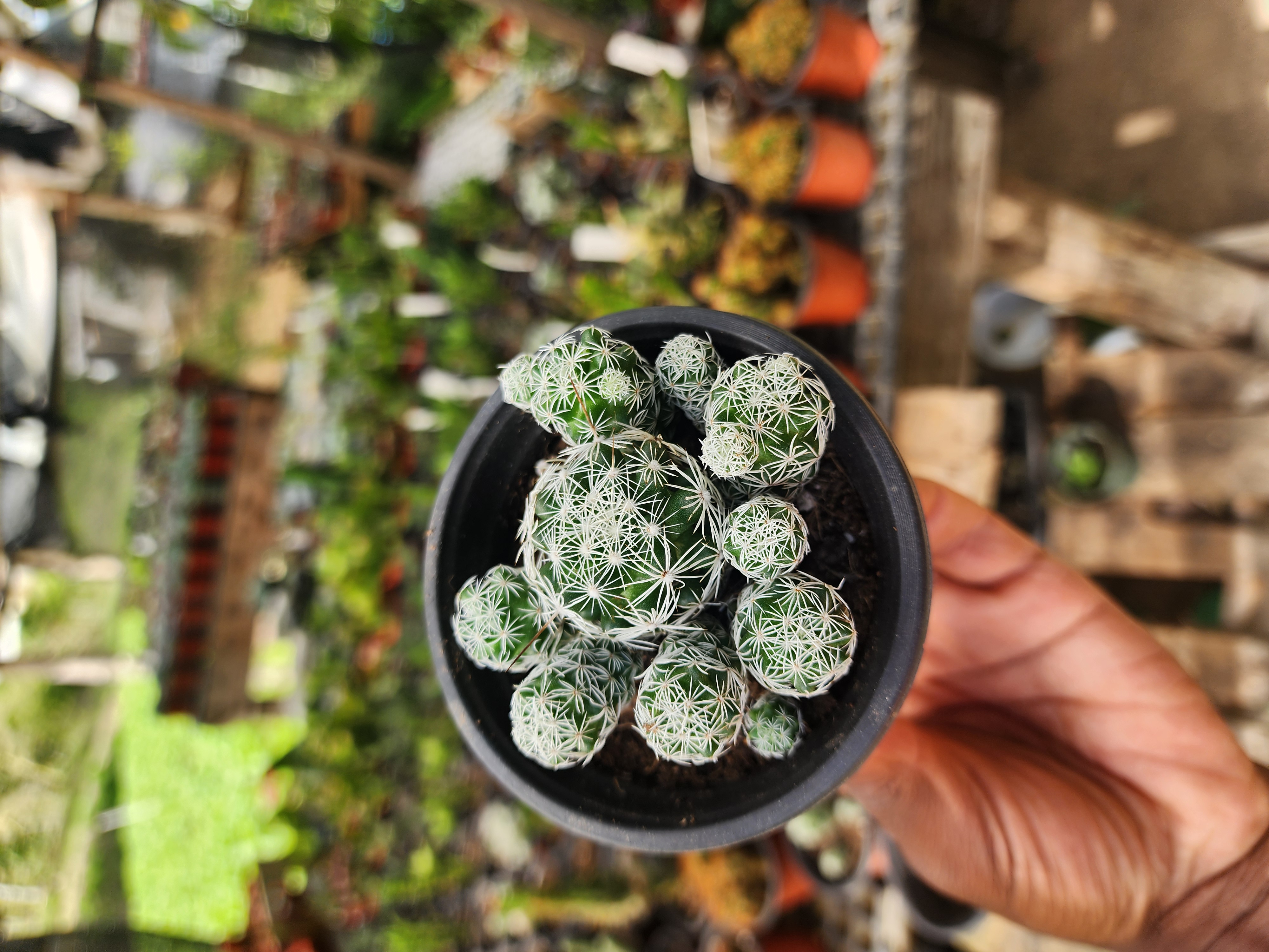 Mammillaria Gracilis Fragilis