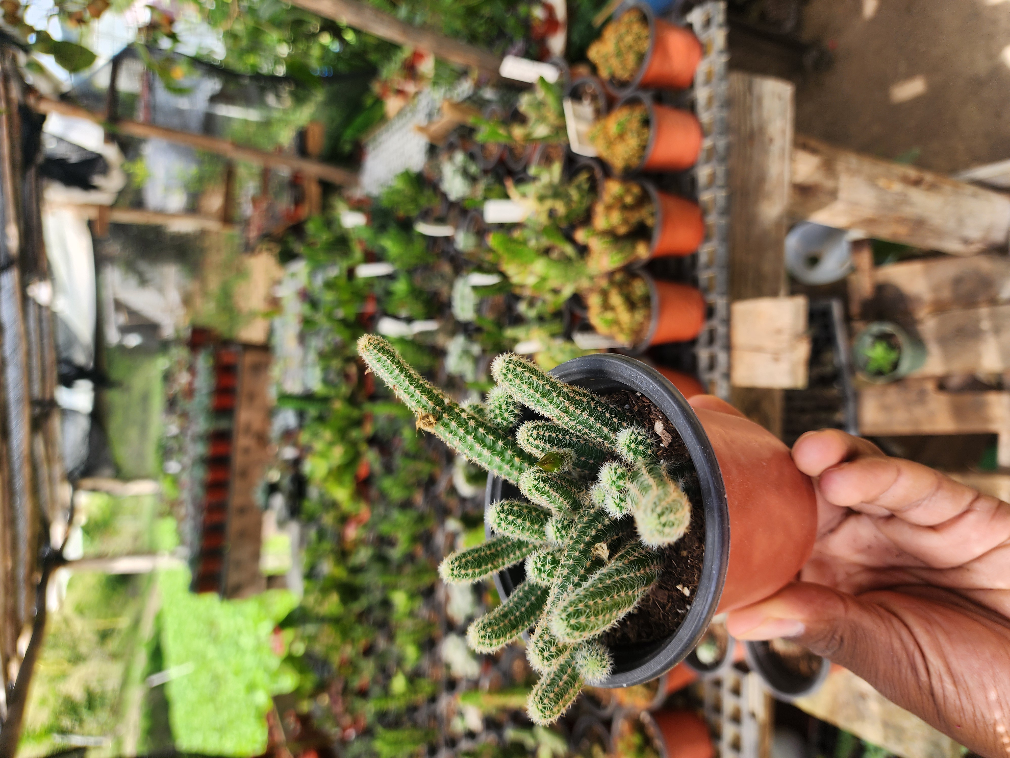 Echinopsis Chamaecereus (Cactus Cacahuate)