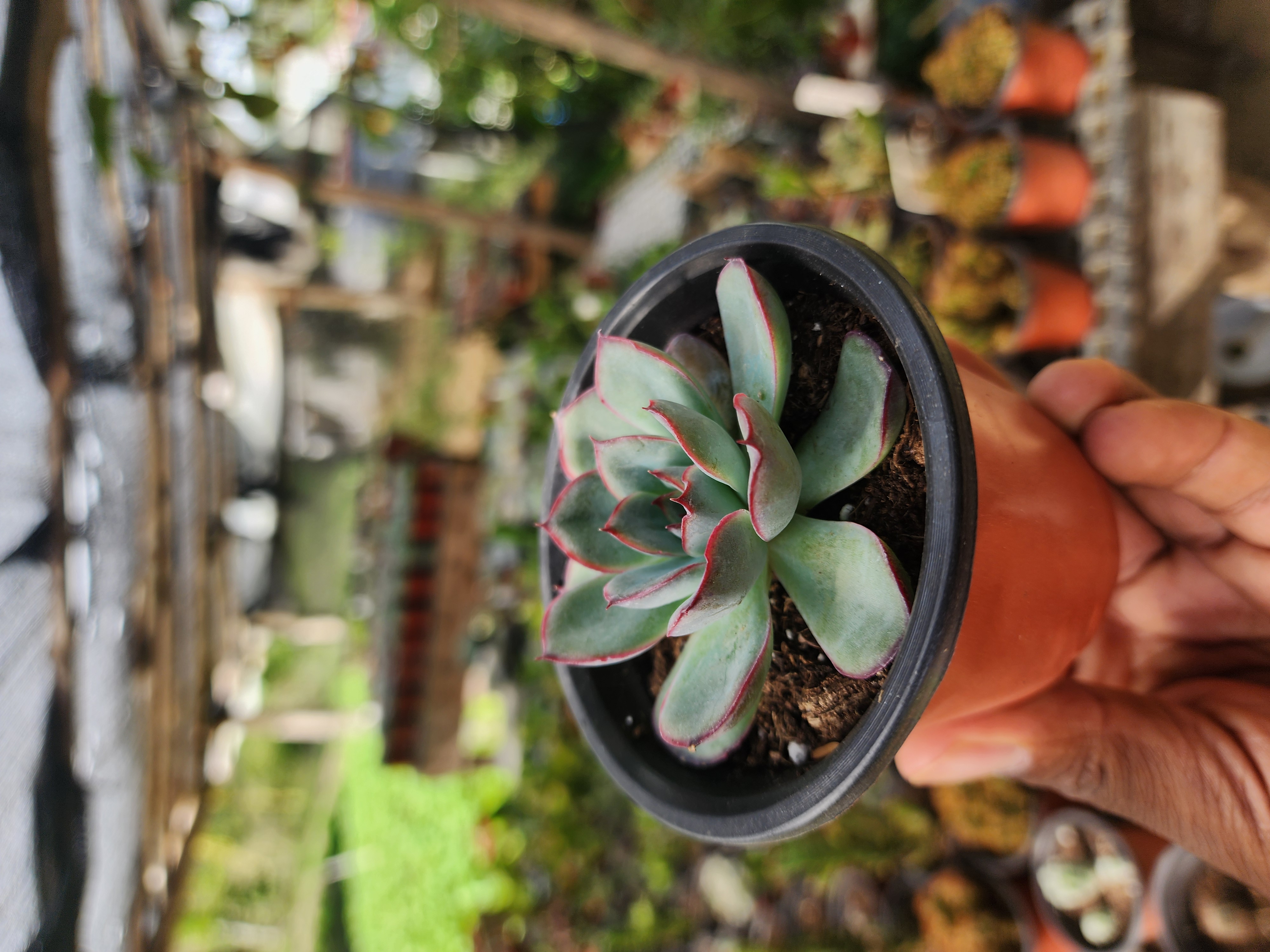 Echeveria Hércules