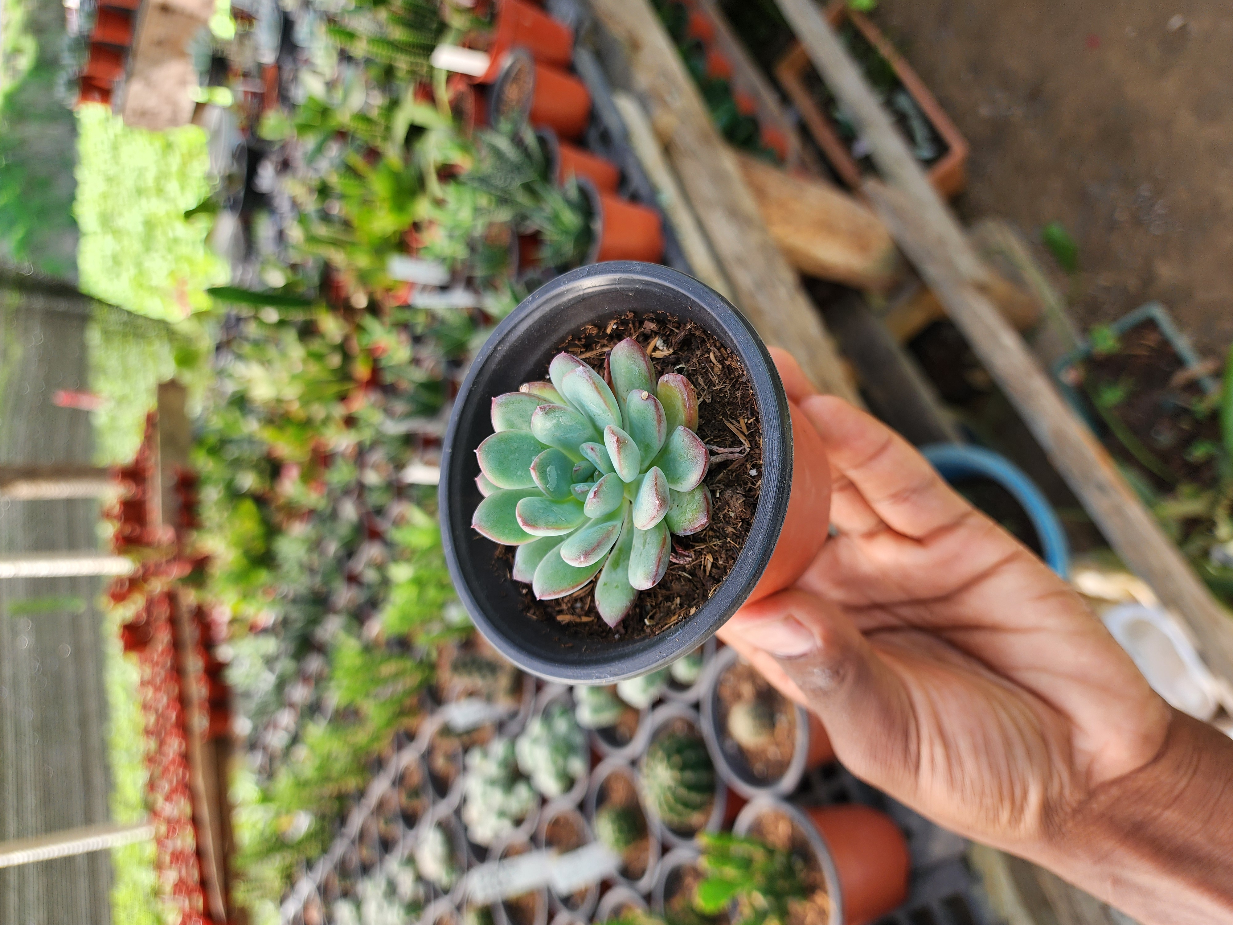 Pachyveria Claire