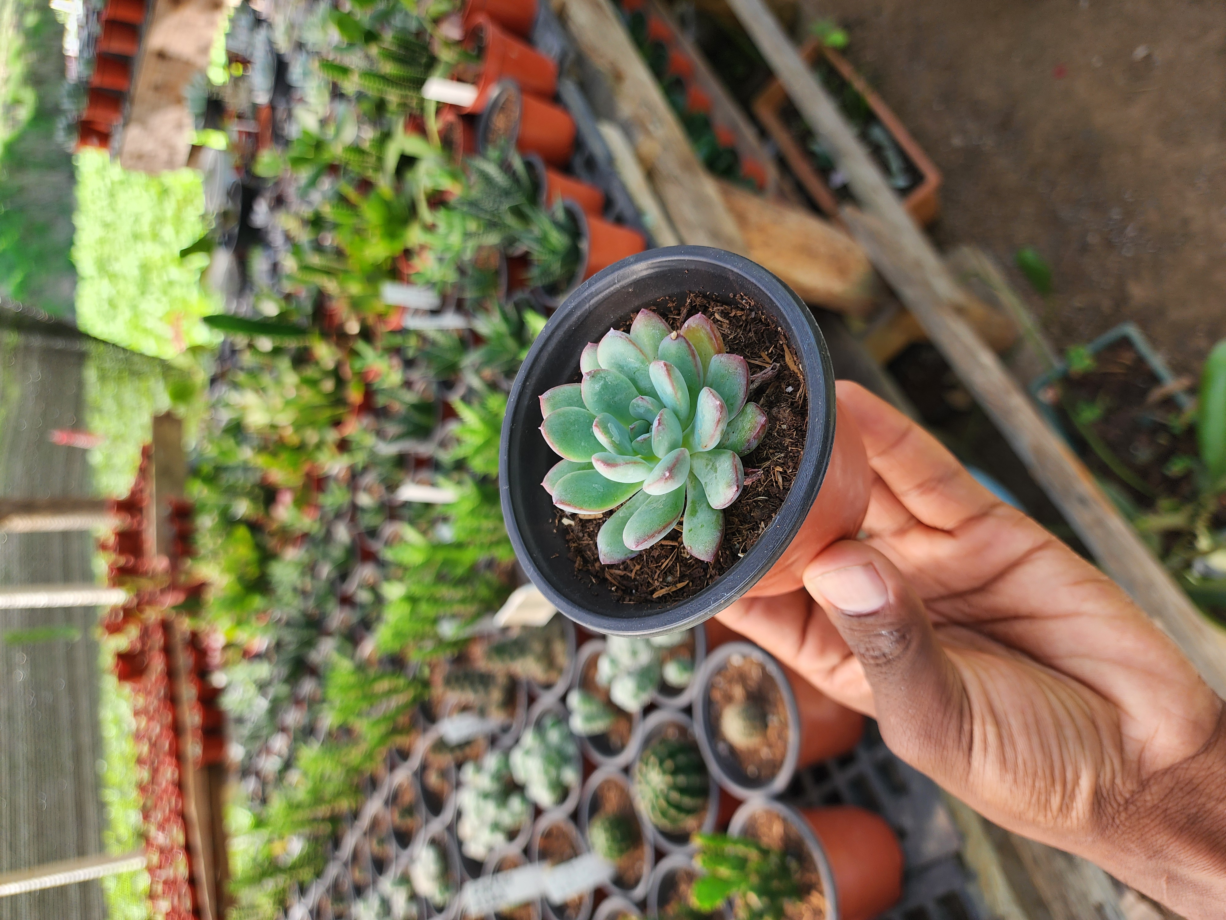 Pachyveria Claire