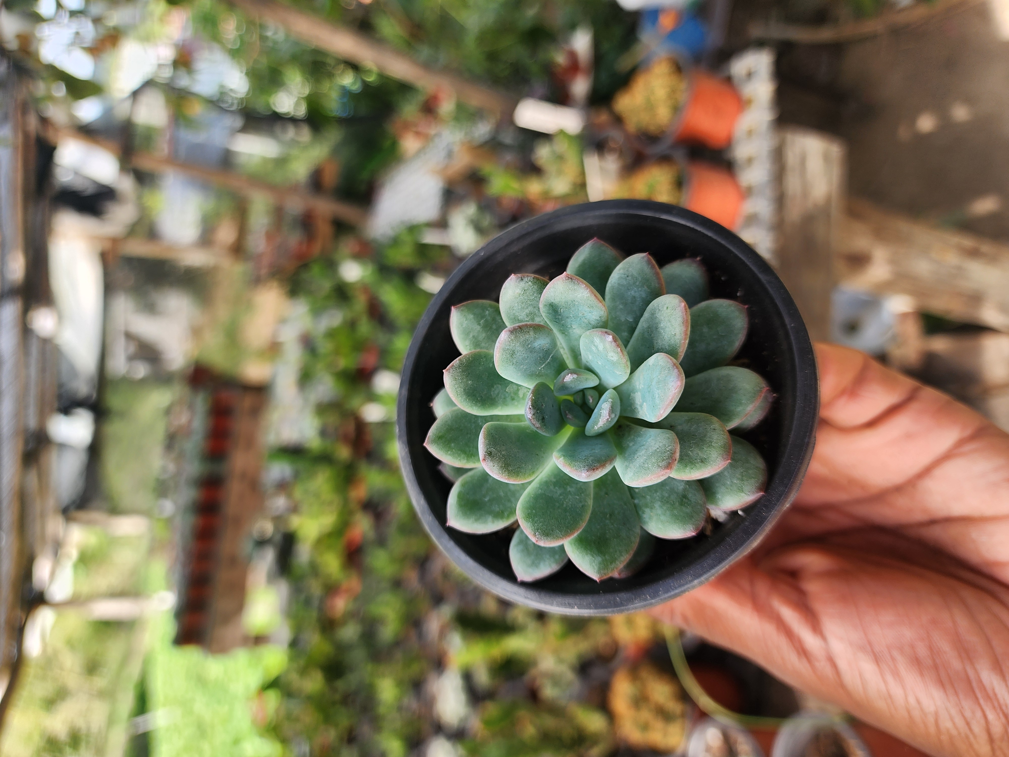 Echeveria Morning Dew
