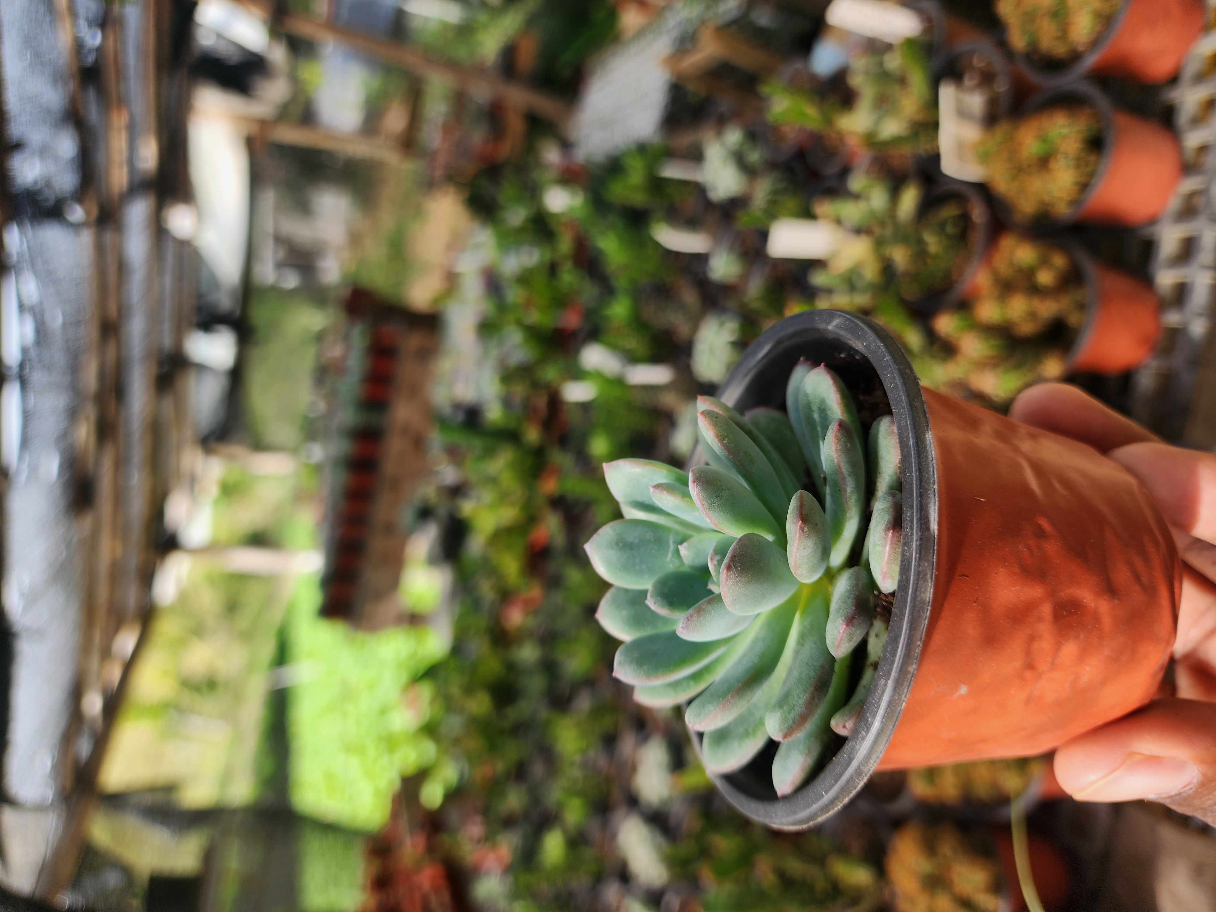 Echeveria Morning Dew