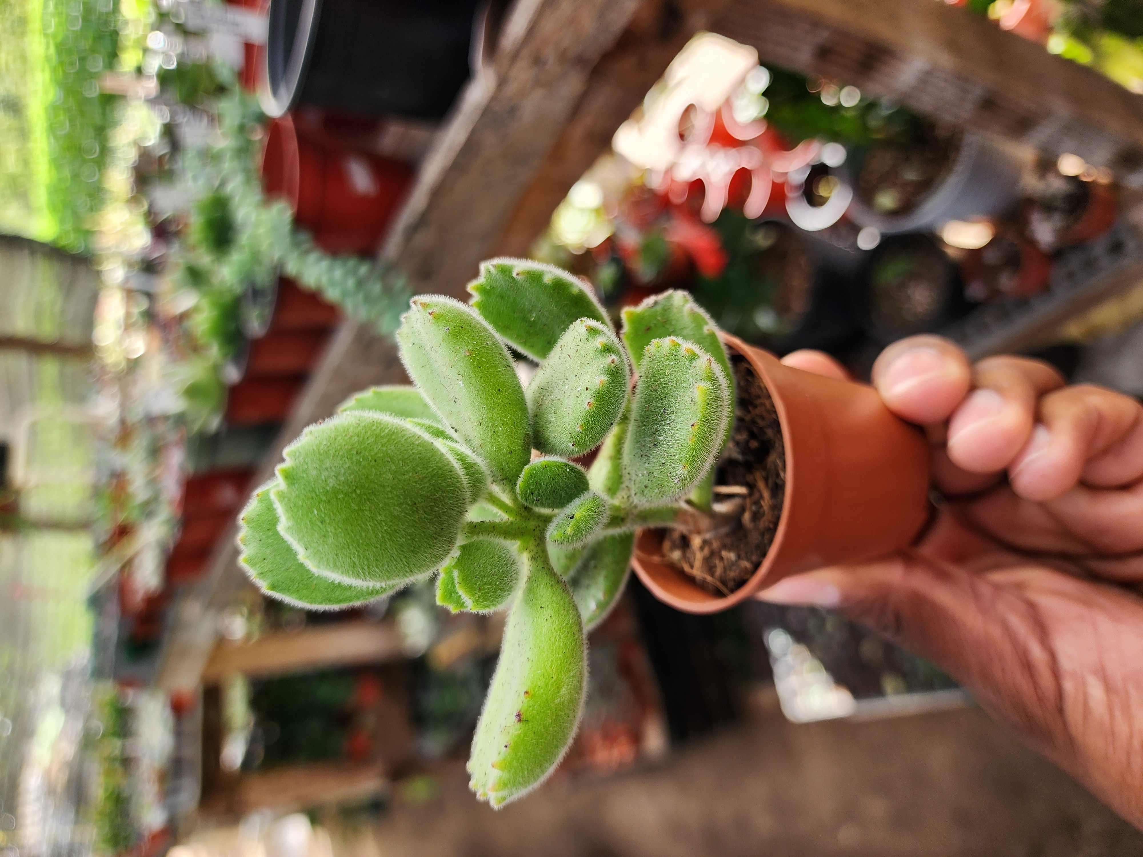 Cotyledon Tomentosa (Garrita de Oso)